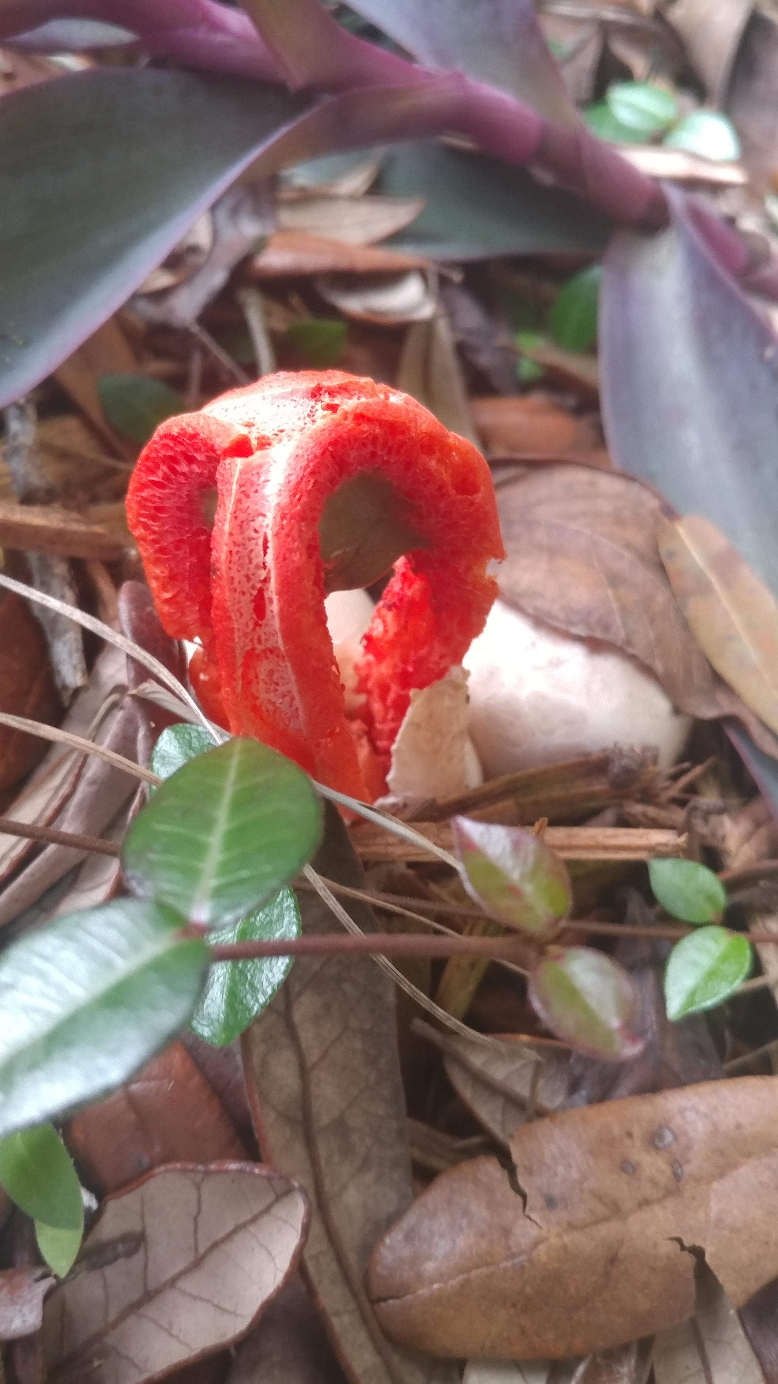 I found this growing with some other mushrooms in North West Florida