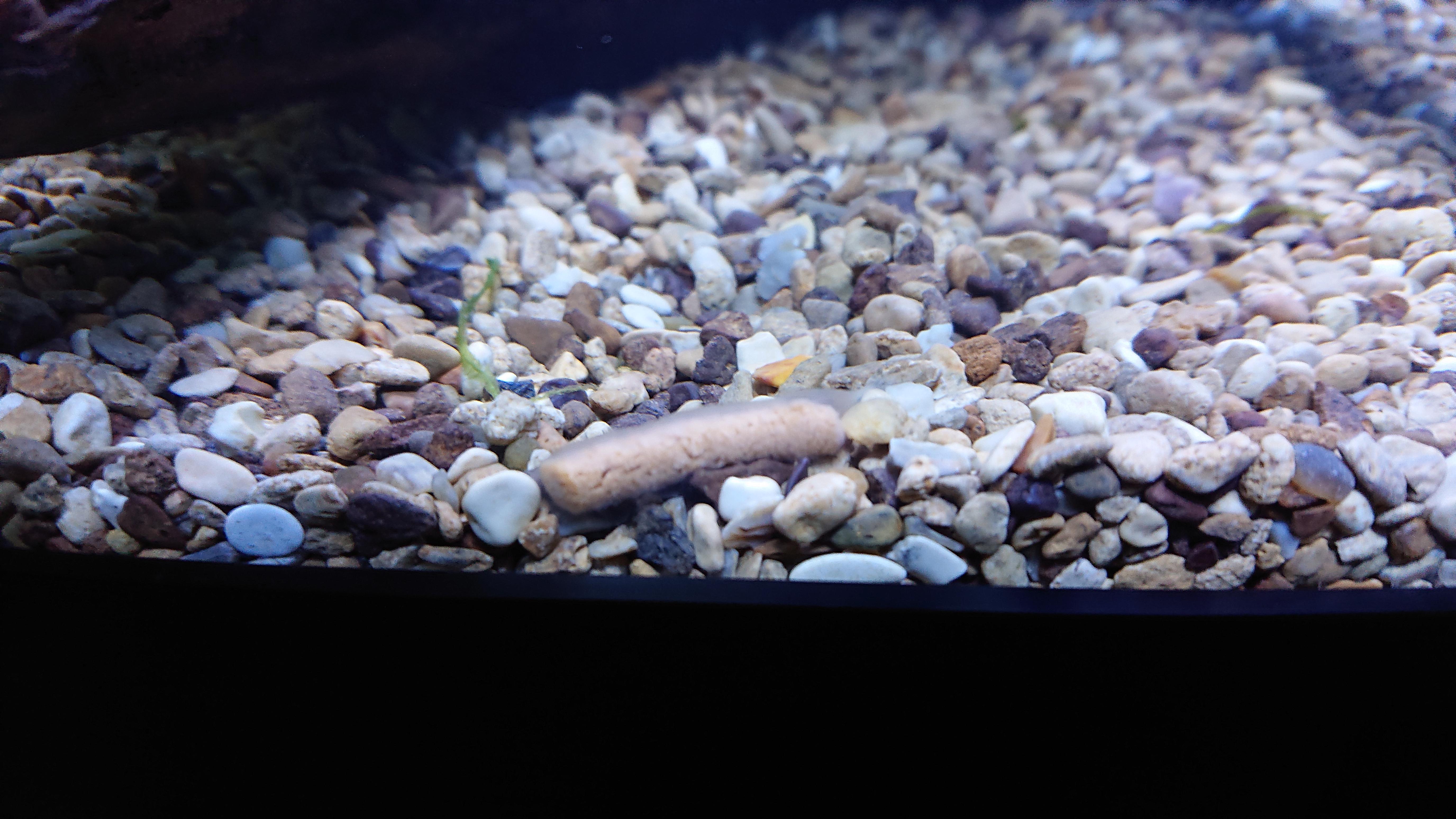 What is this white slime coating? Is this normal during a fishless