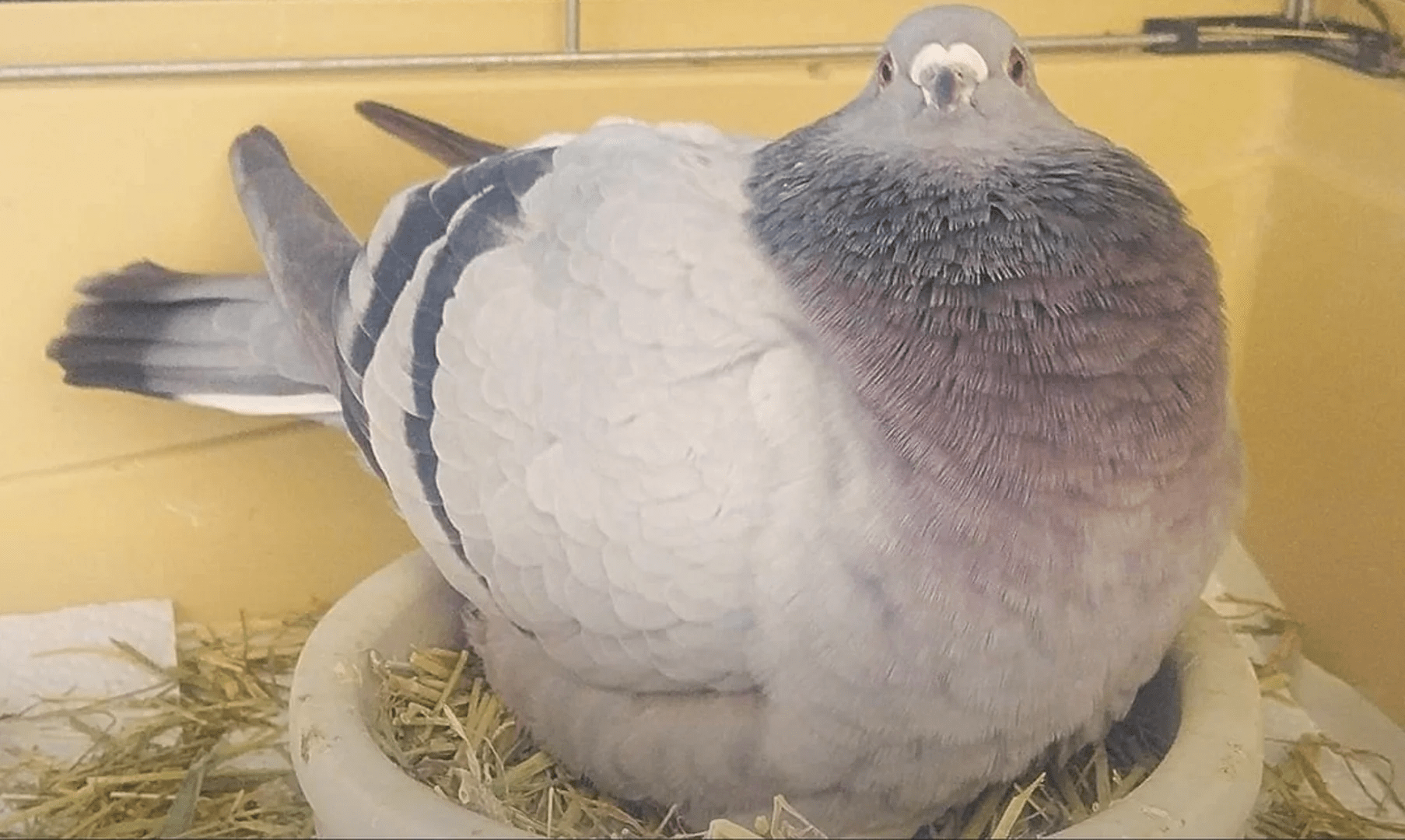 Pigeon r/AbsoluteUnits