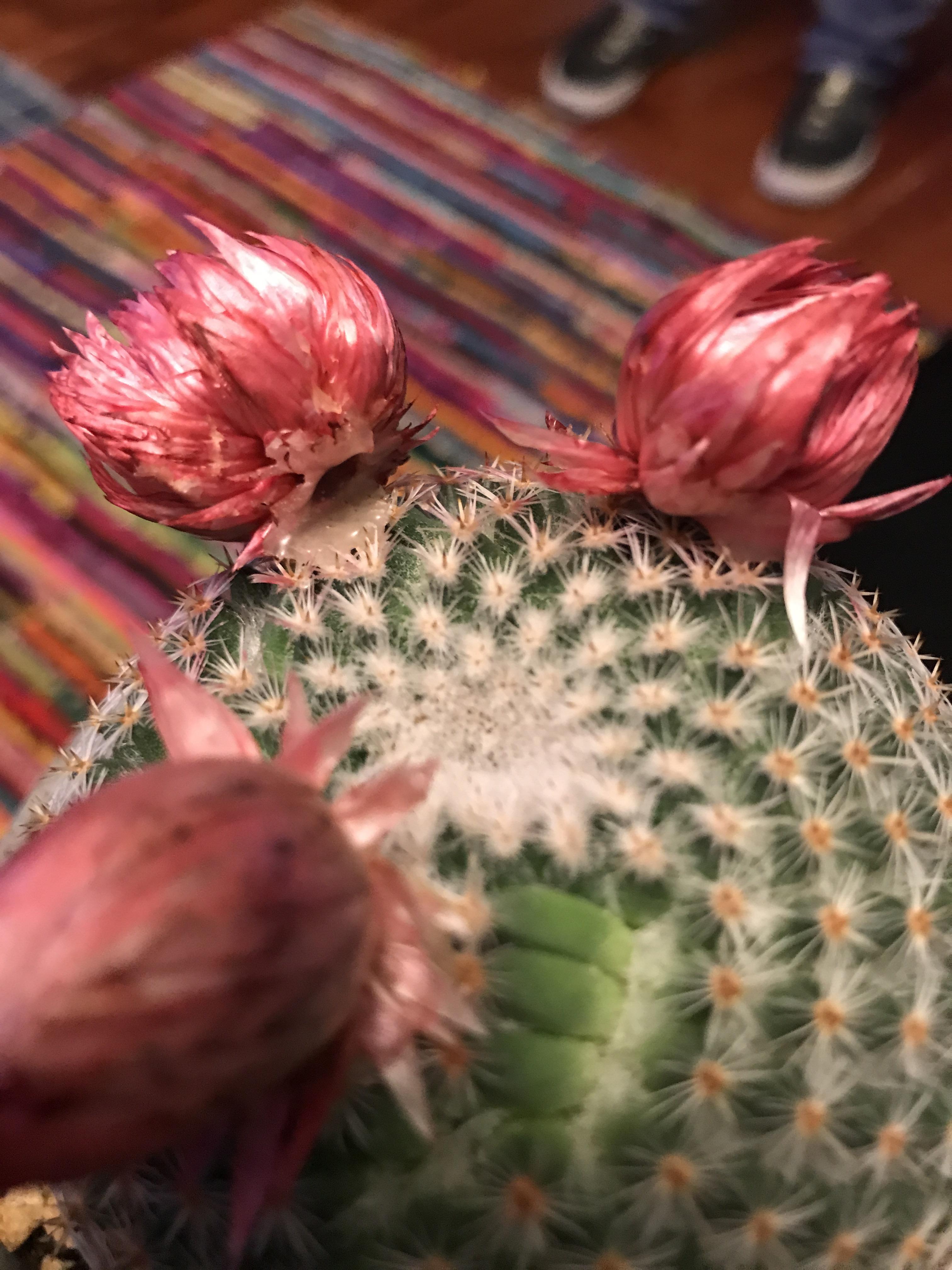 We just found out the little flowers on the cactus we bought at Home