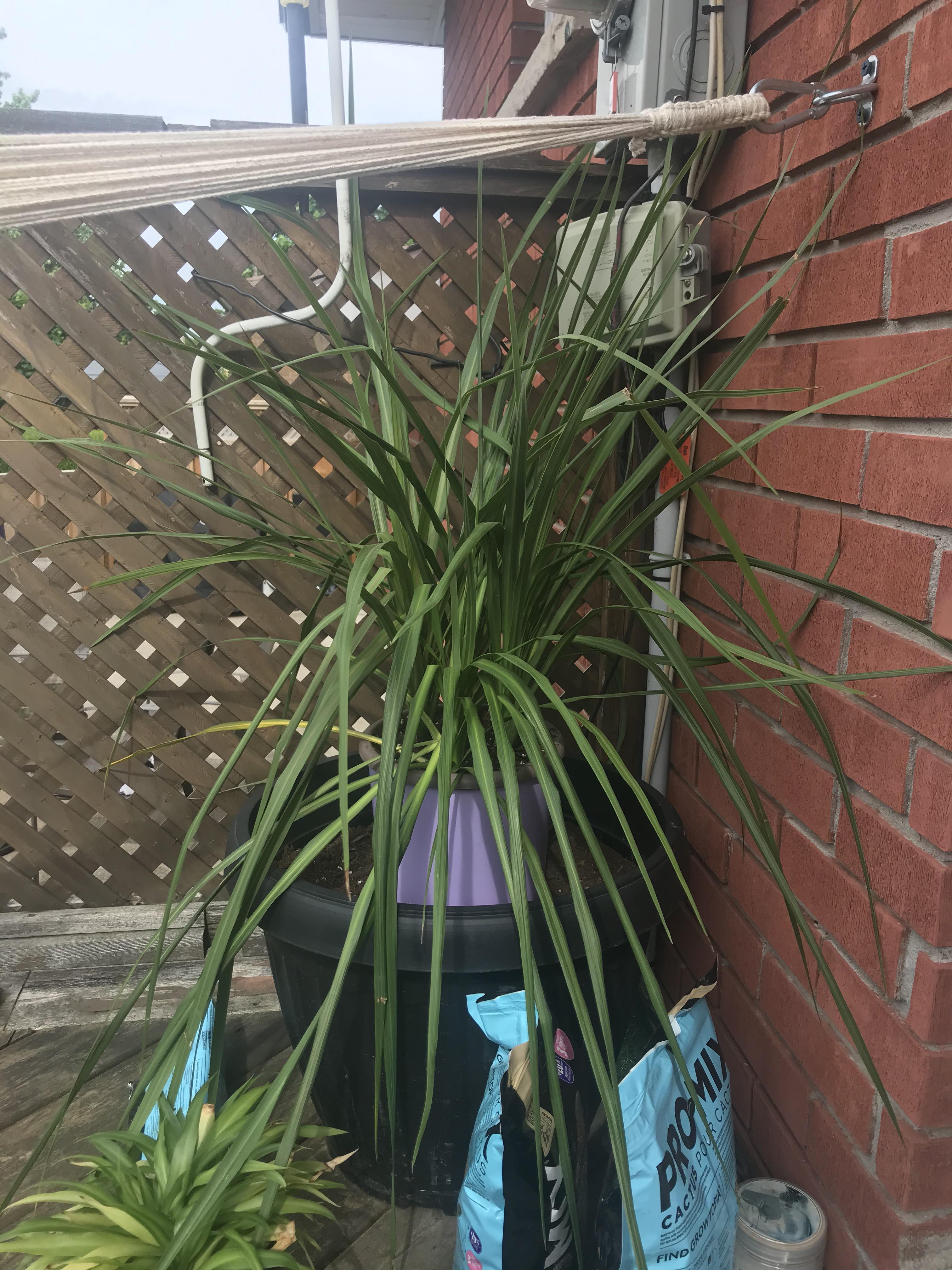 Why are my Dracaena Spike leaves bending/drooping? Weather is nice