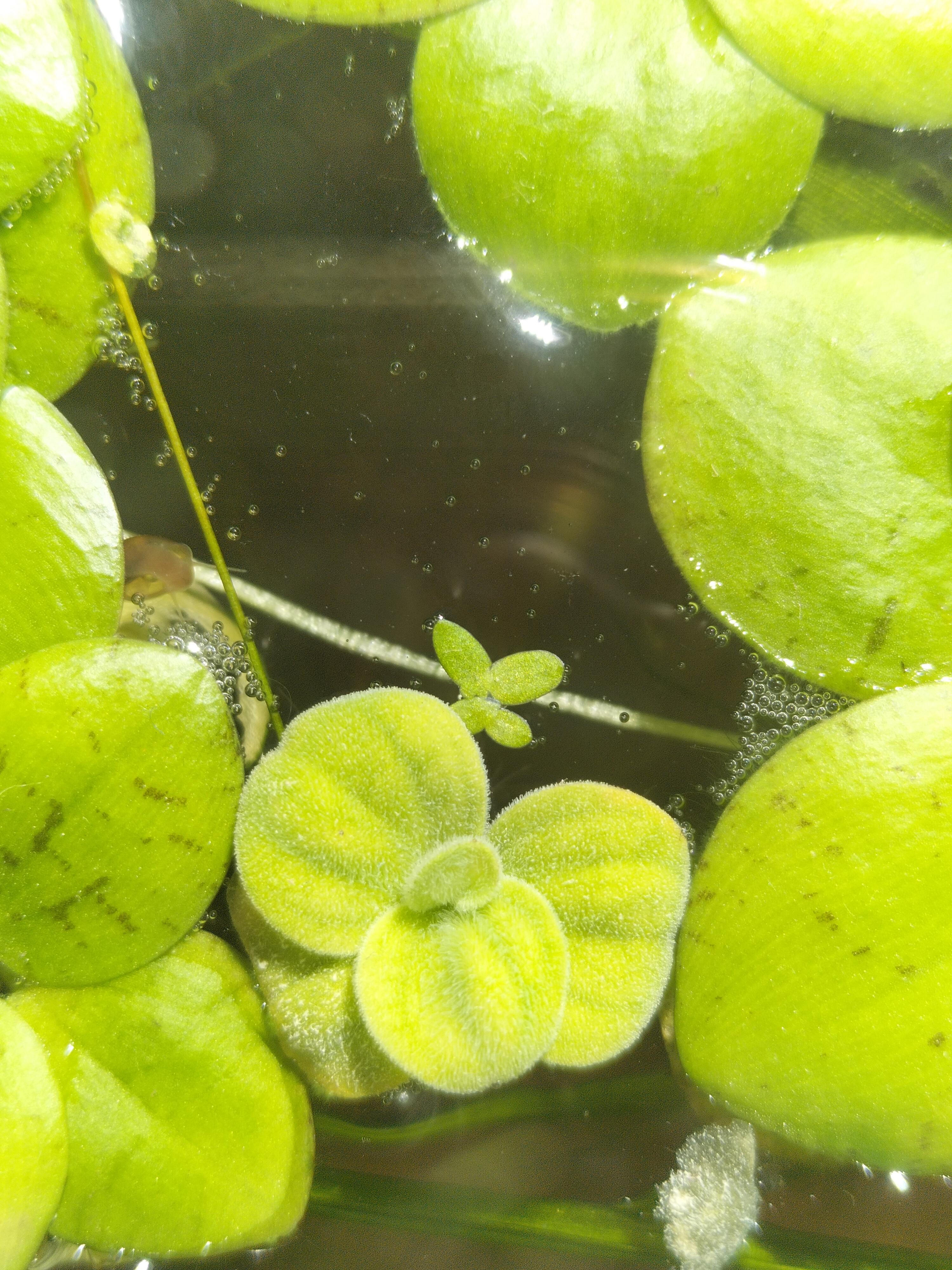 That's duckweed right ? Should I be terrified? I never intentionally