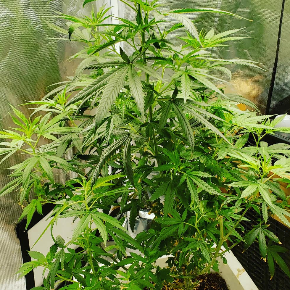 My blue dream is in flower!!! 1st plant, 1st grow! r/OKmarijuana