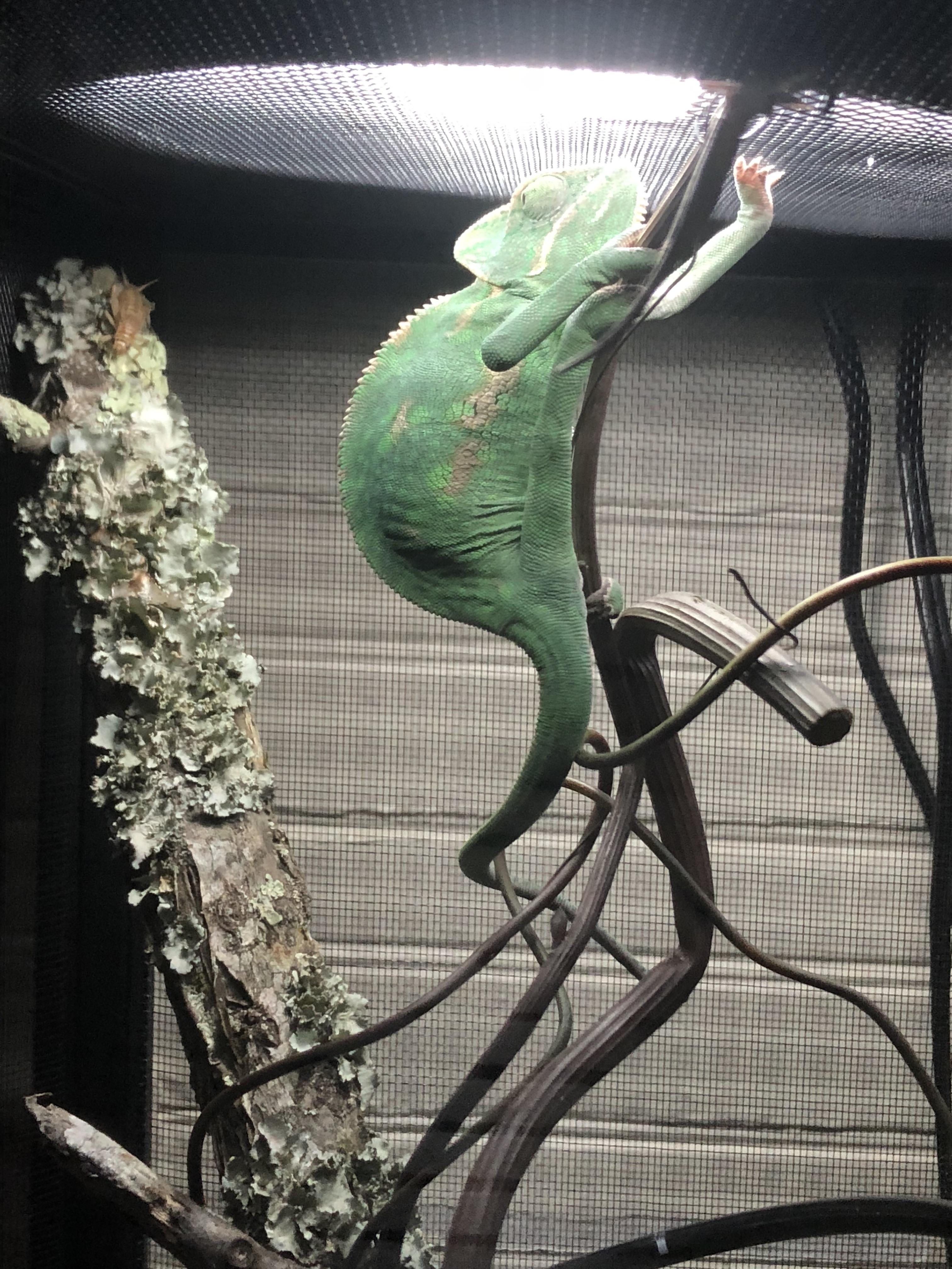 New Chameleon. I just brought her home a week ago. I’ve only seen her