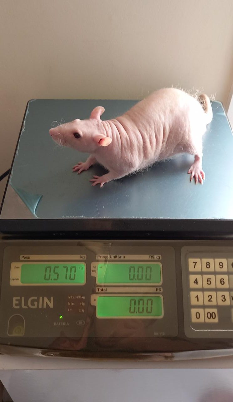 He looks like a little wax rat ) r/RATS