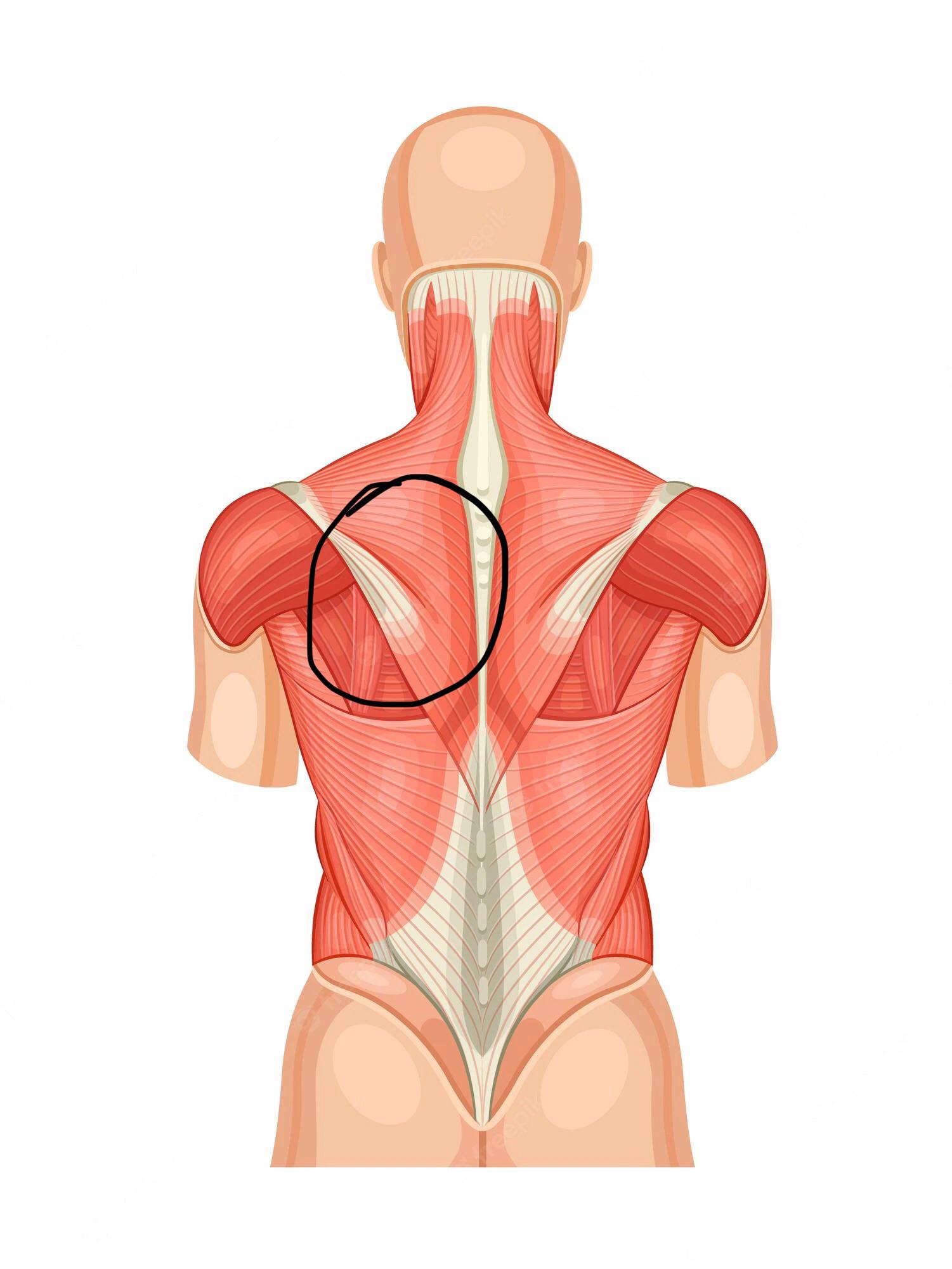Back pain in same spot for months r/backpain
