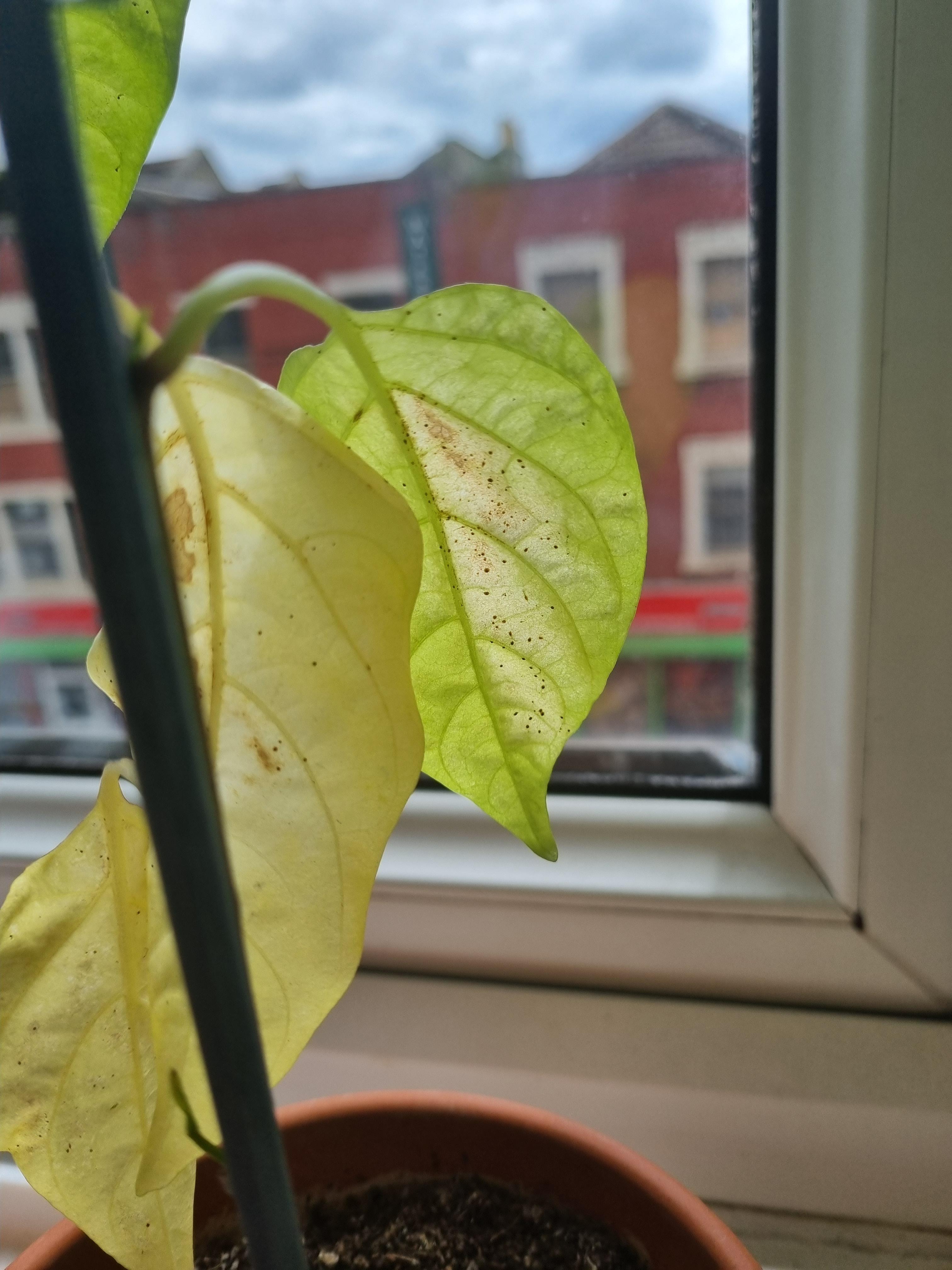 Jalapeño plant dropping leaves and has black dots under the leaves r