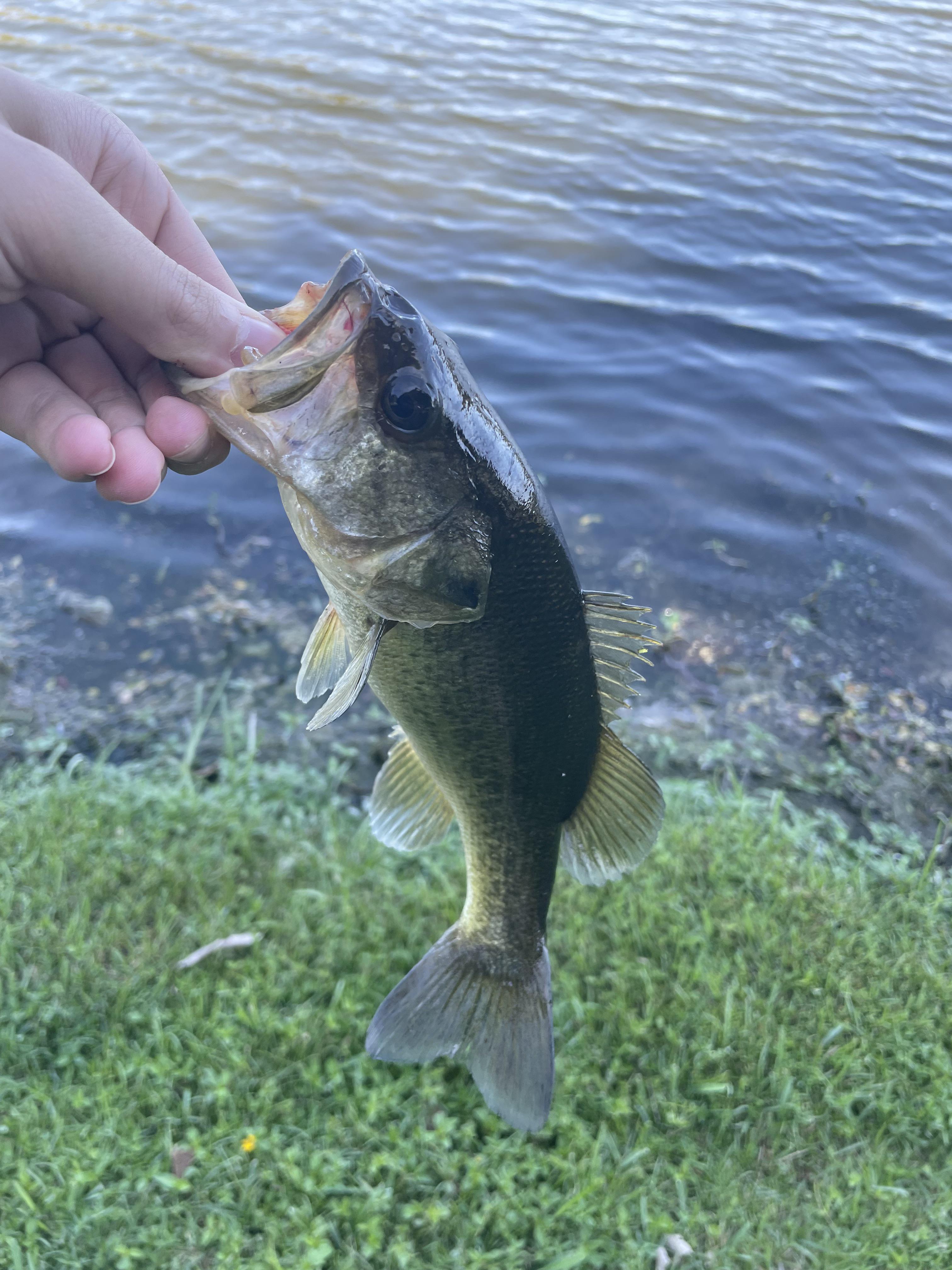 Bass r/Fishing