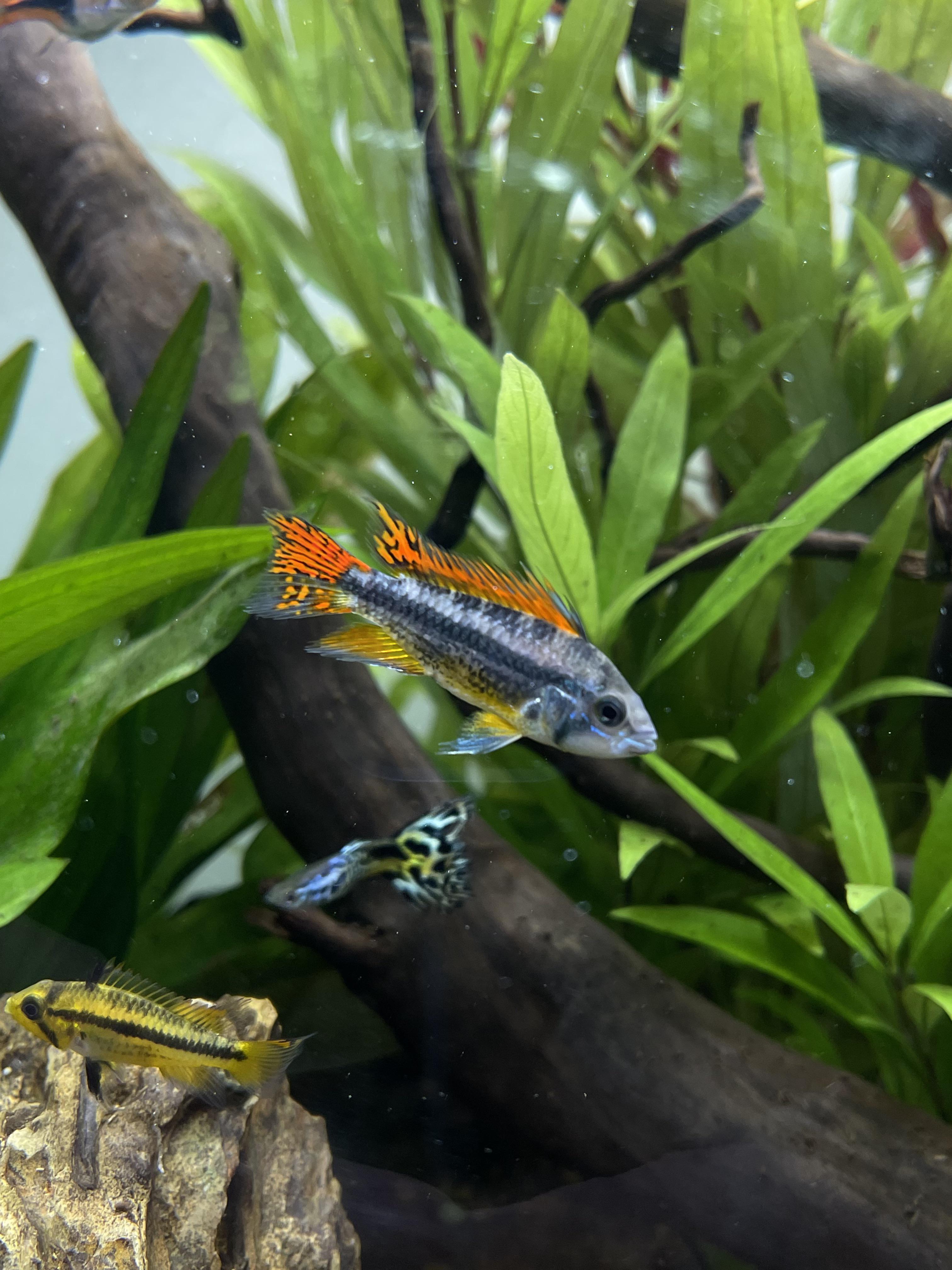 My Dad brought him this Apistogramma cacatuoides couple today. The fins