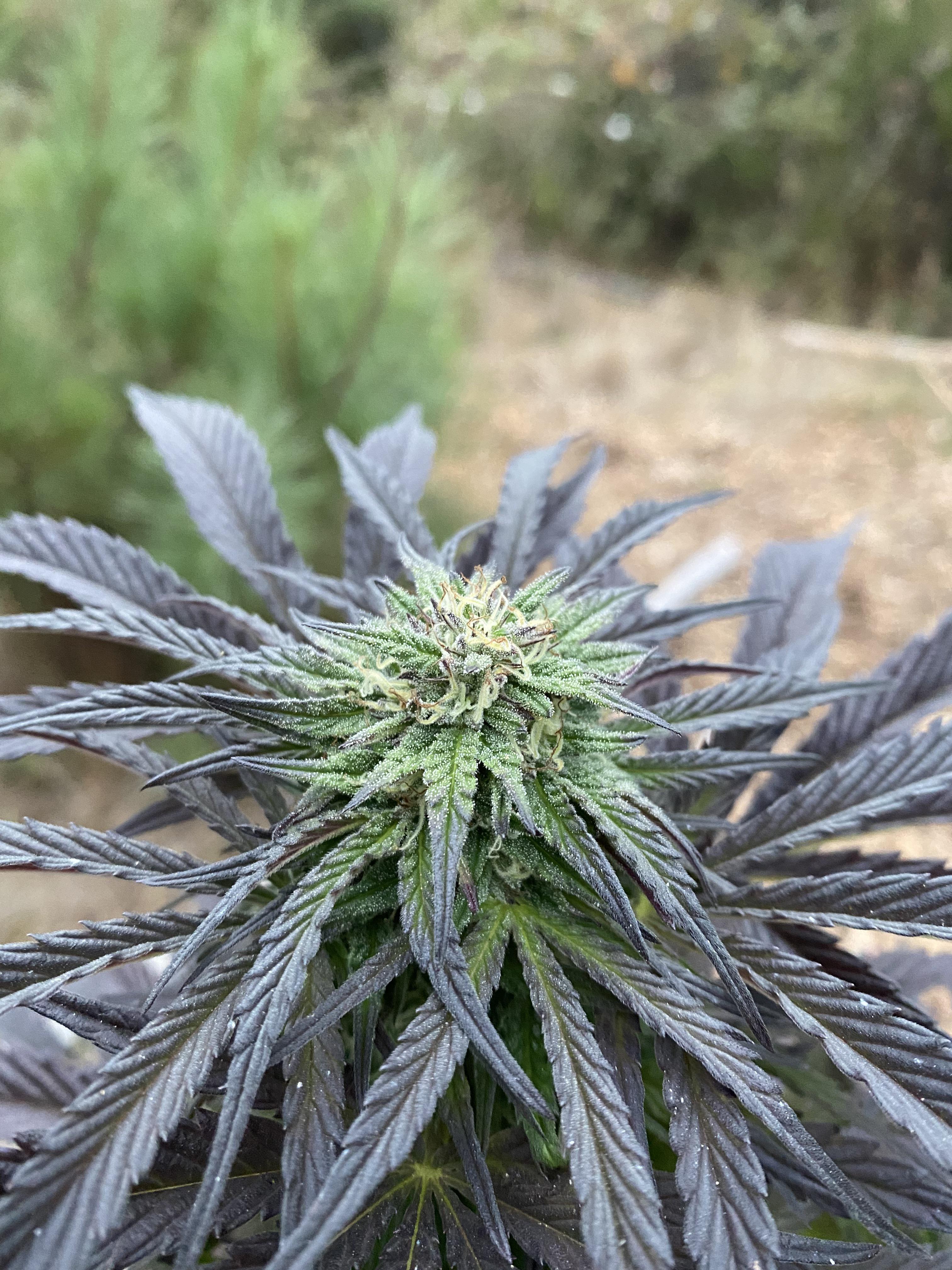 peanut butter breath r/microgrowery