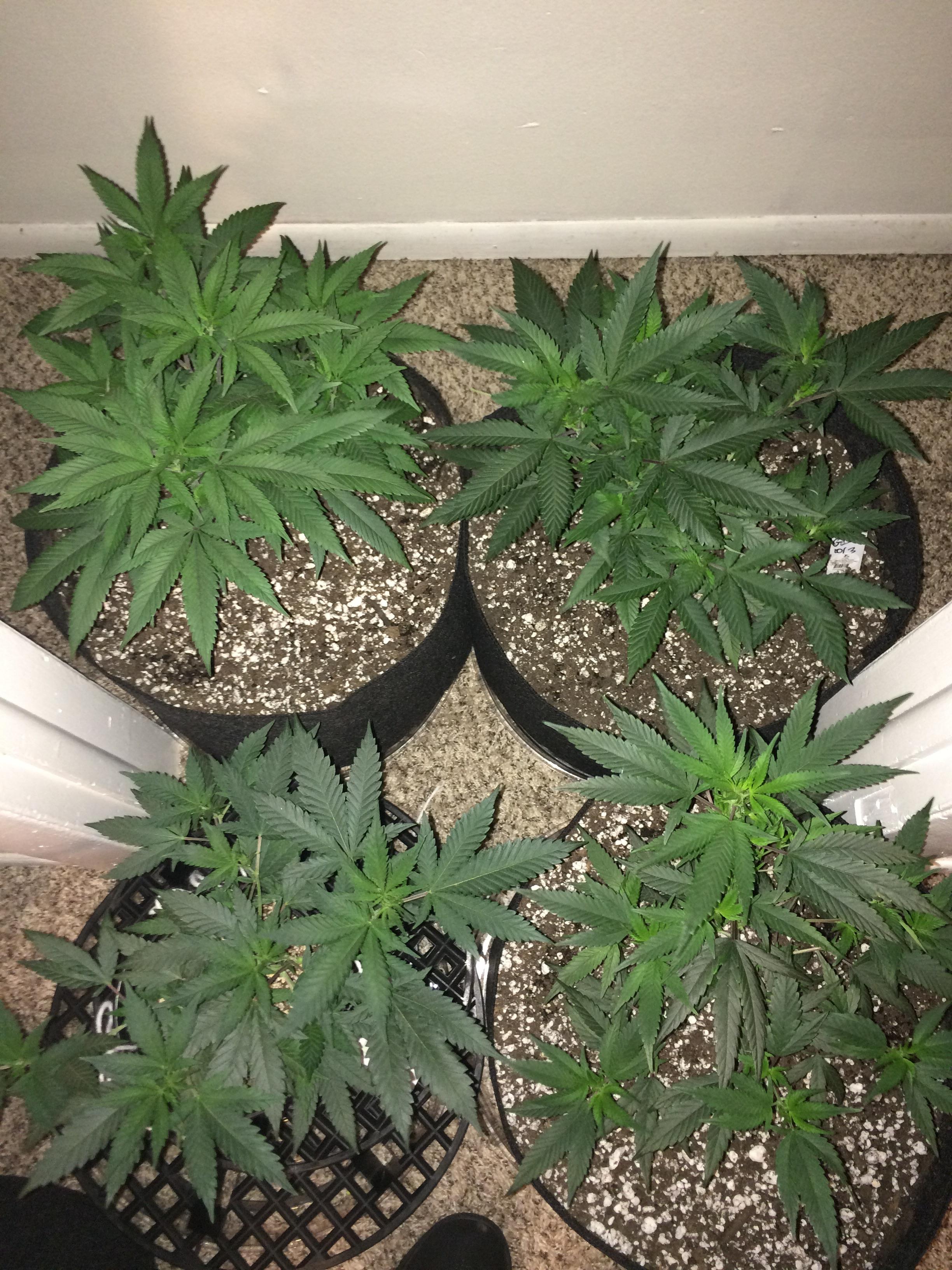 So I believe I am showing signs of nitrogen toxicity (dark green leaves