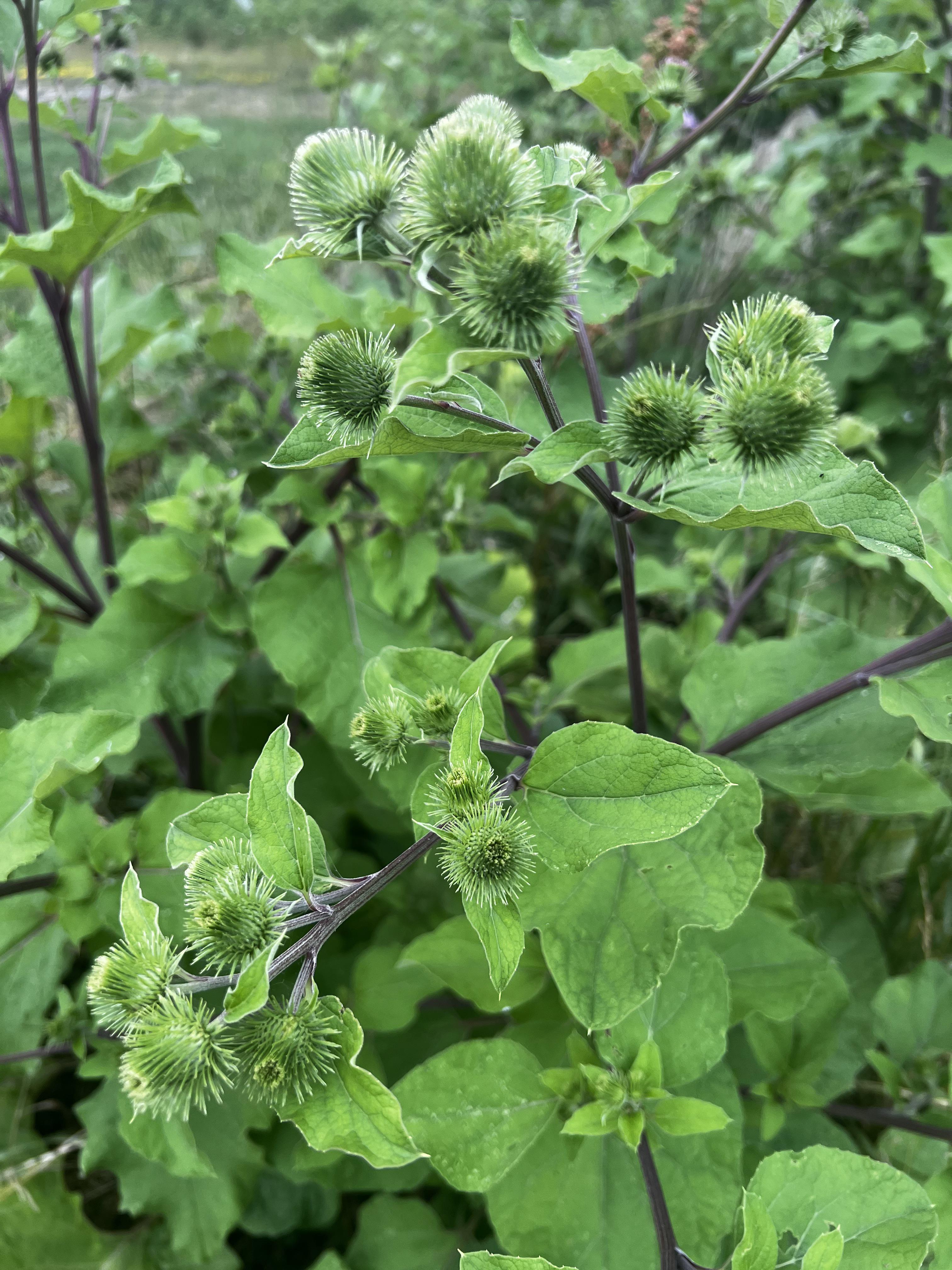 Upstate ny backyard plant r/PlantIdentification