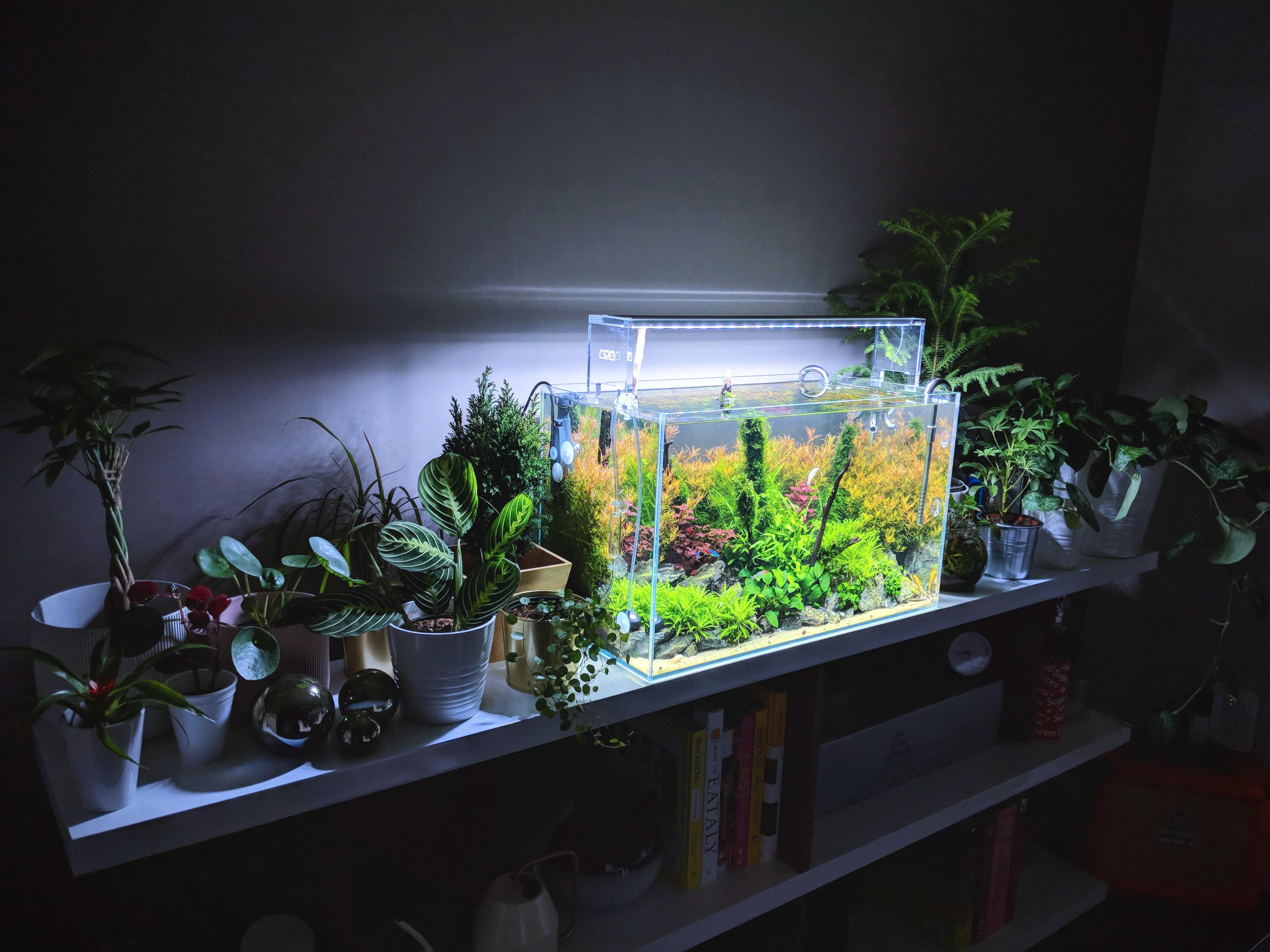 My Houseplants 😃 w/ my planted 🐟 Tank. (Just started keeping plants so