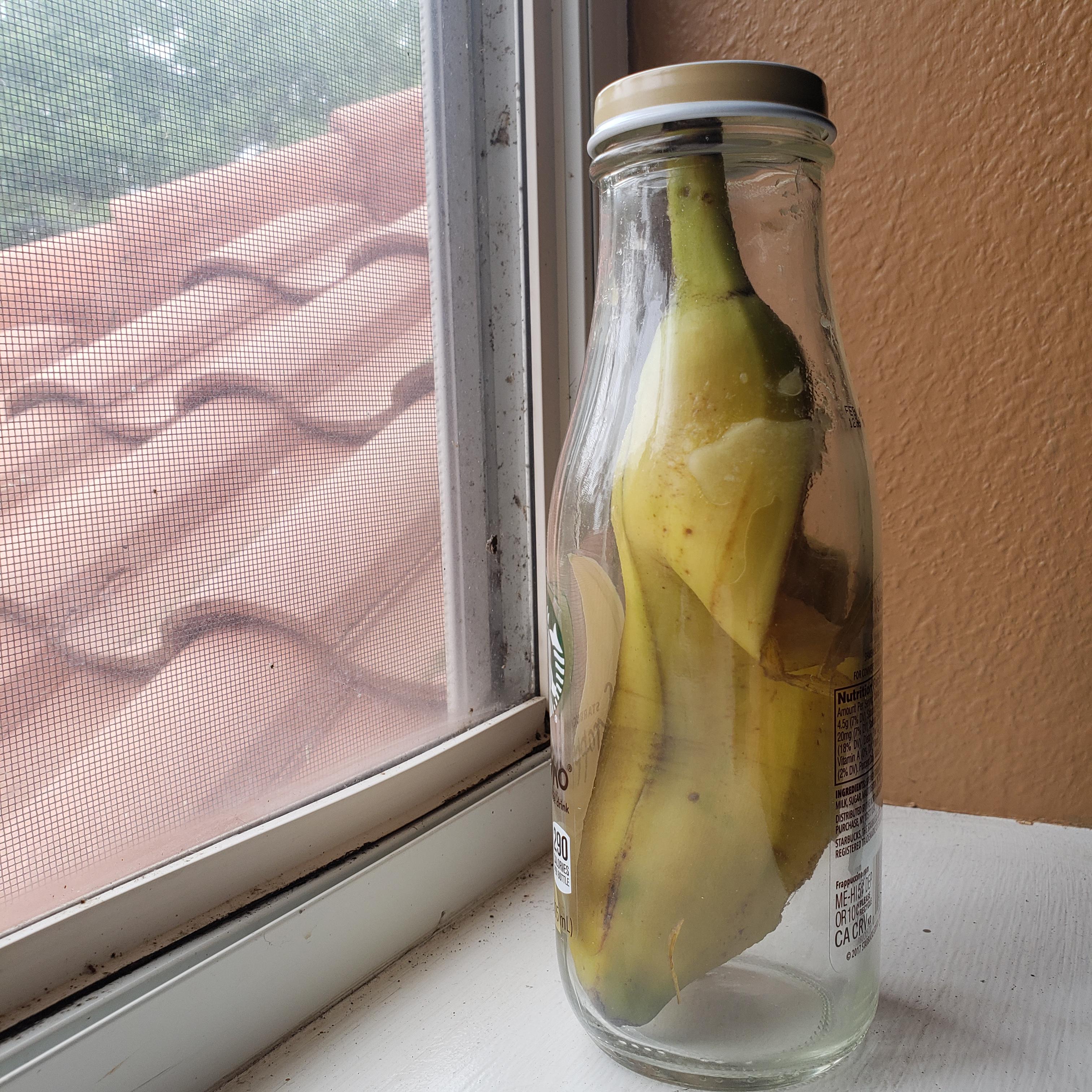 Banana in a jar, day 1 r/TheBananaJars