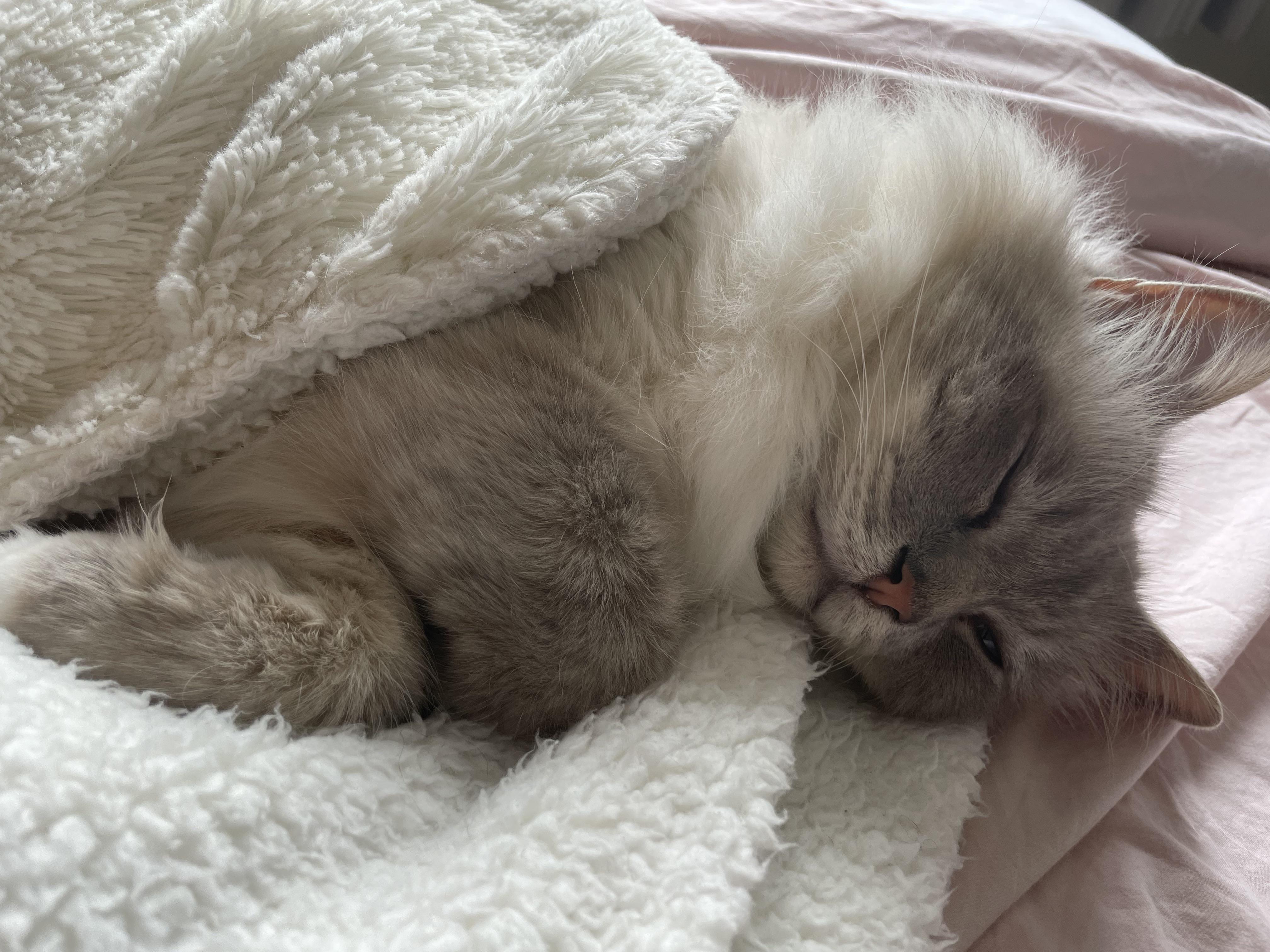 Should i get a second cat ? r/cats