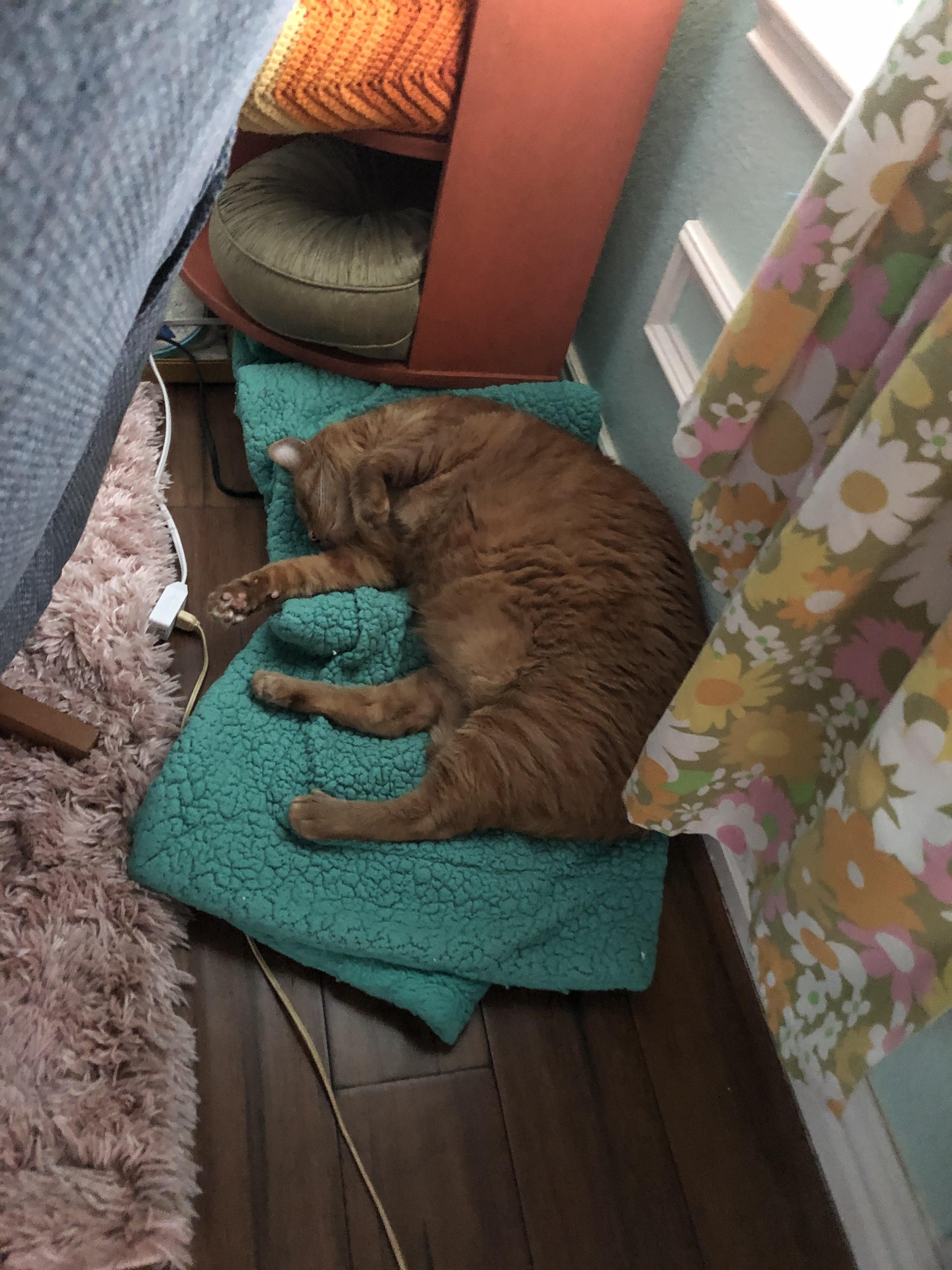 A blanket fell in my house and my cat was the first to find it. r/aww