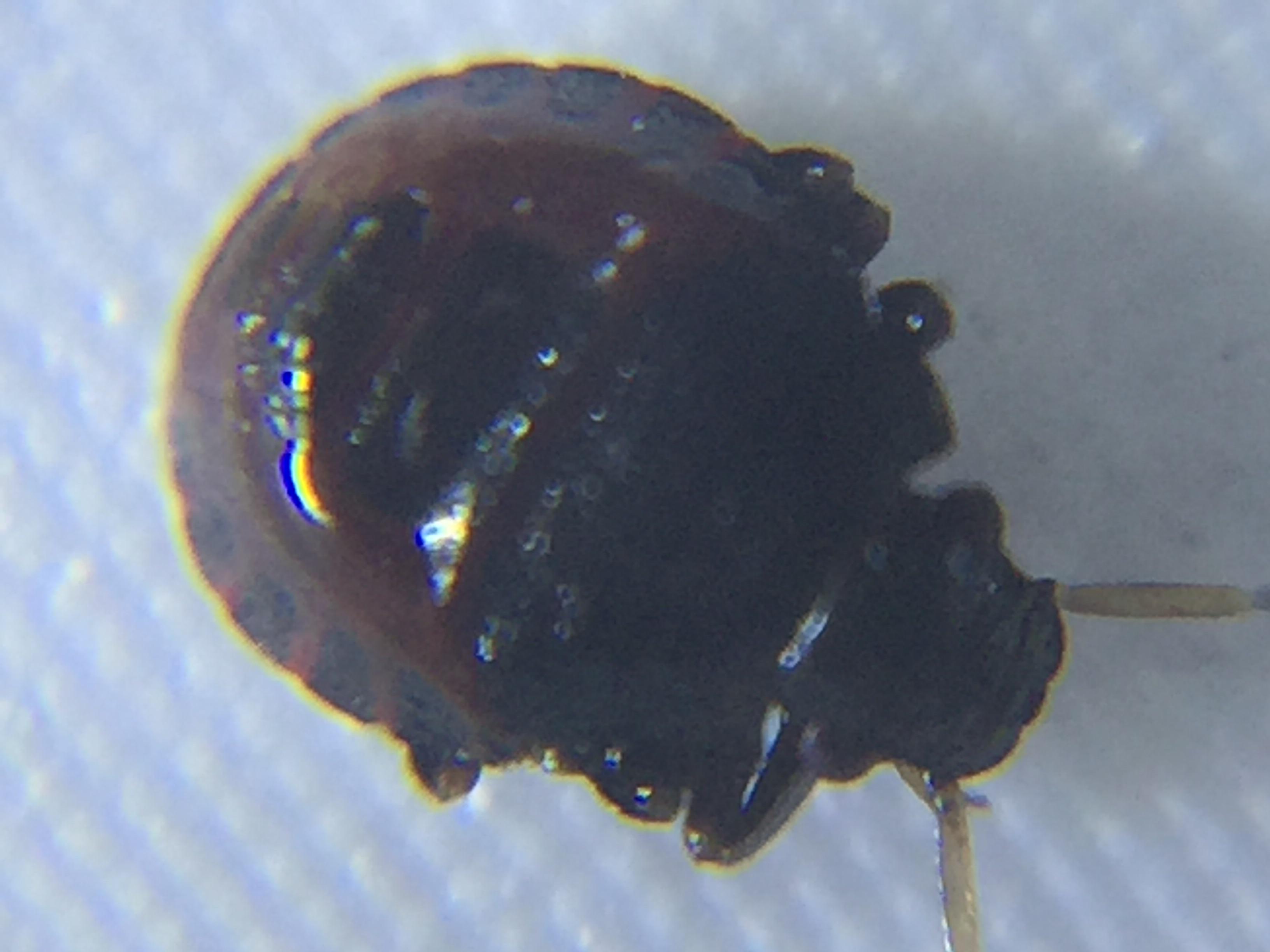 [S.E. Texas] Found in woods, looks a lot like a bed bug. What is it