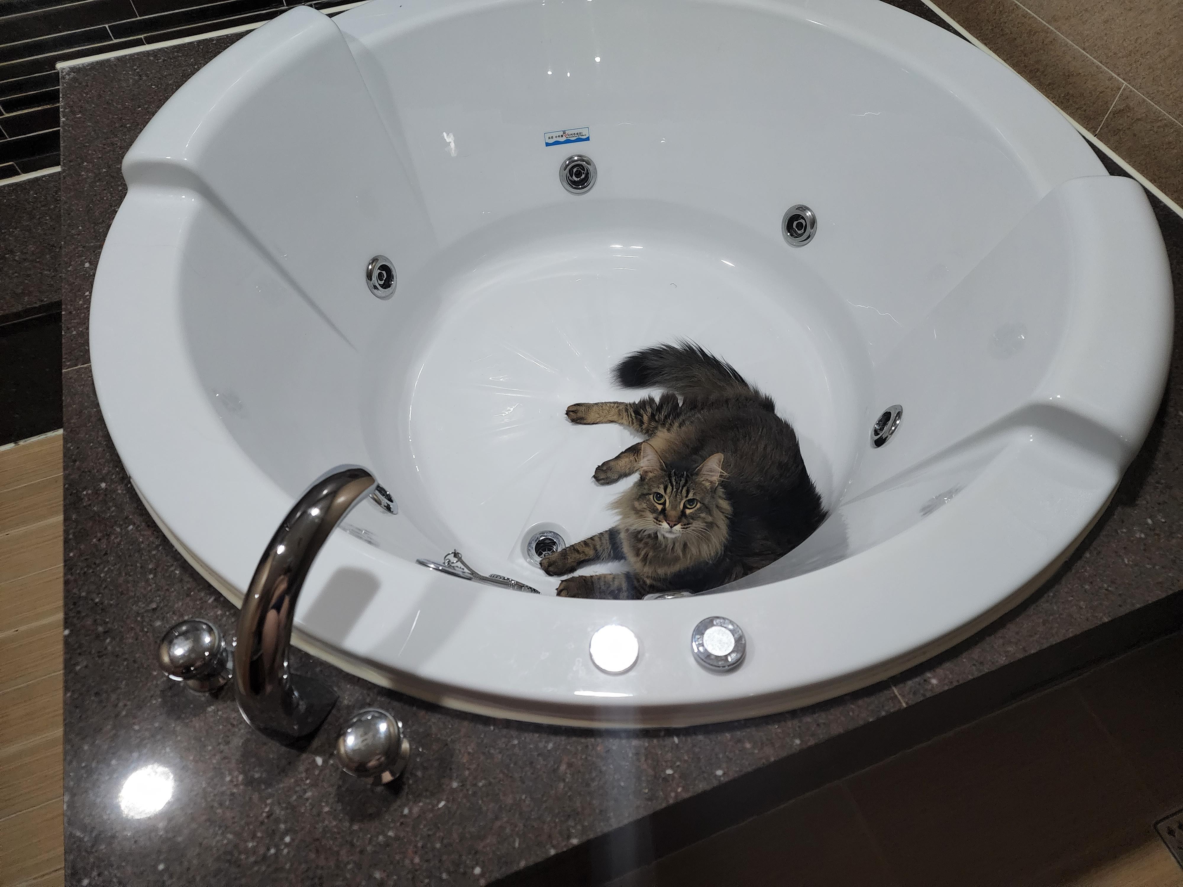 Are bathtubs still sinks? r/CatsInSinks