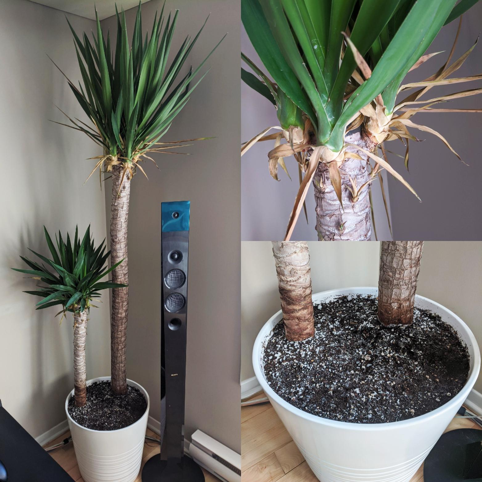 We first bought the yucca elephantipes in IKEA on December 15th. When