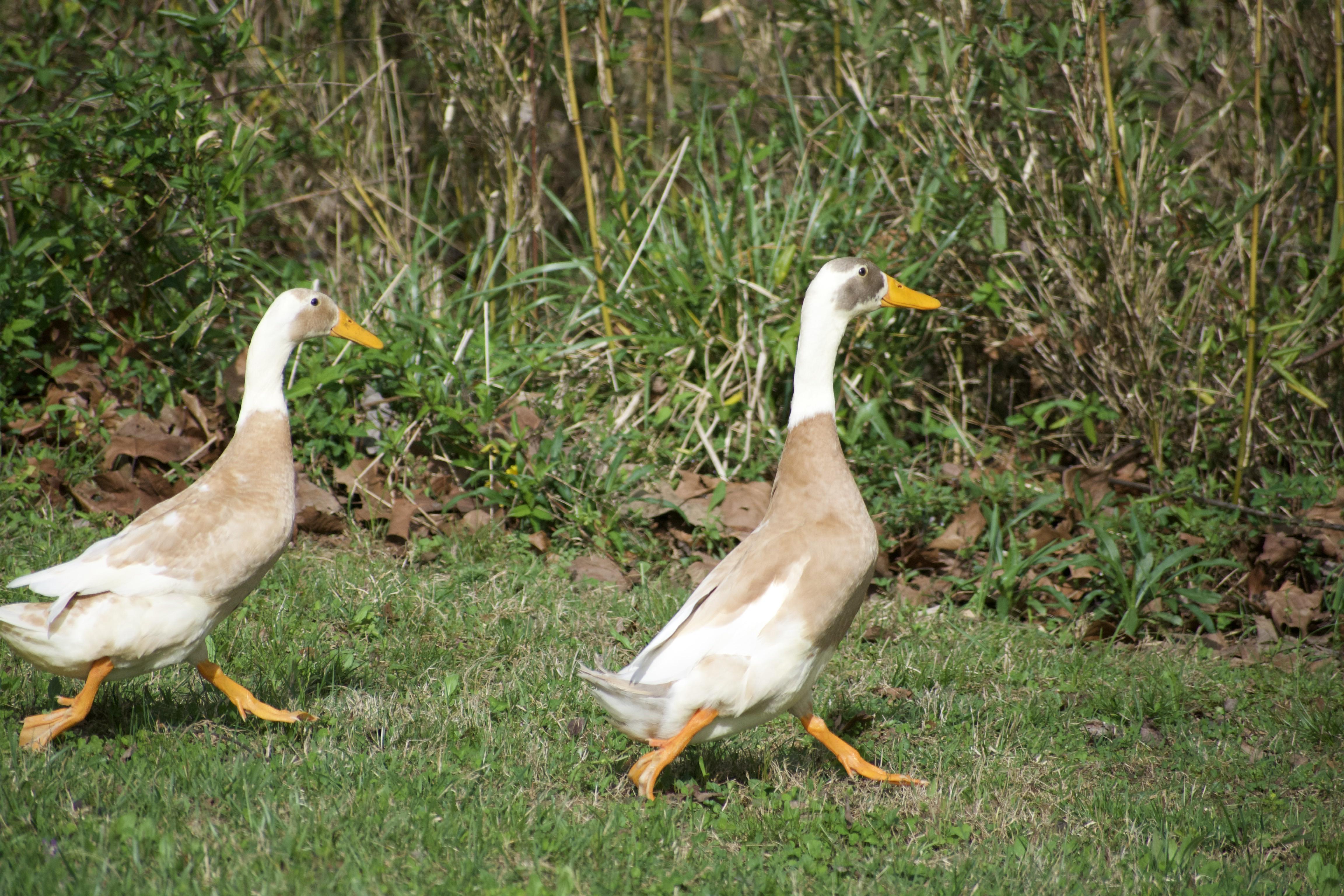 What kind of duck? Some sort of domesticated duck? Location in western
