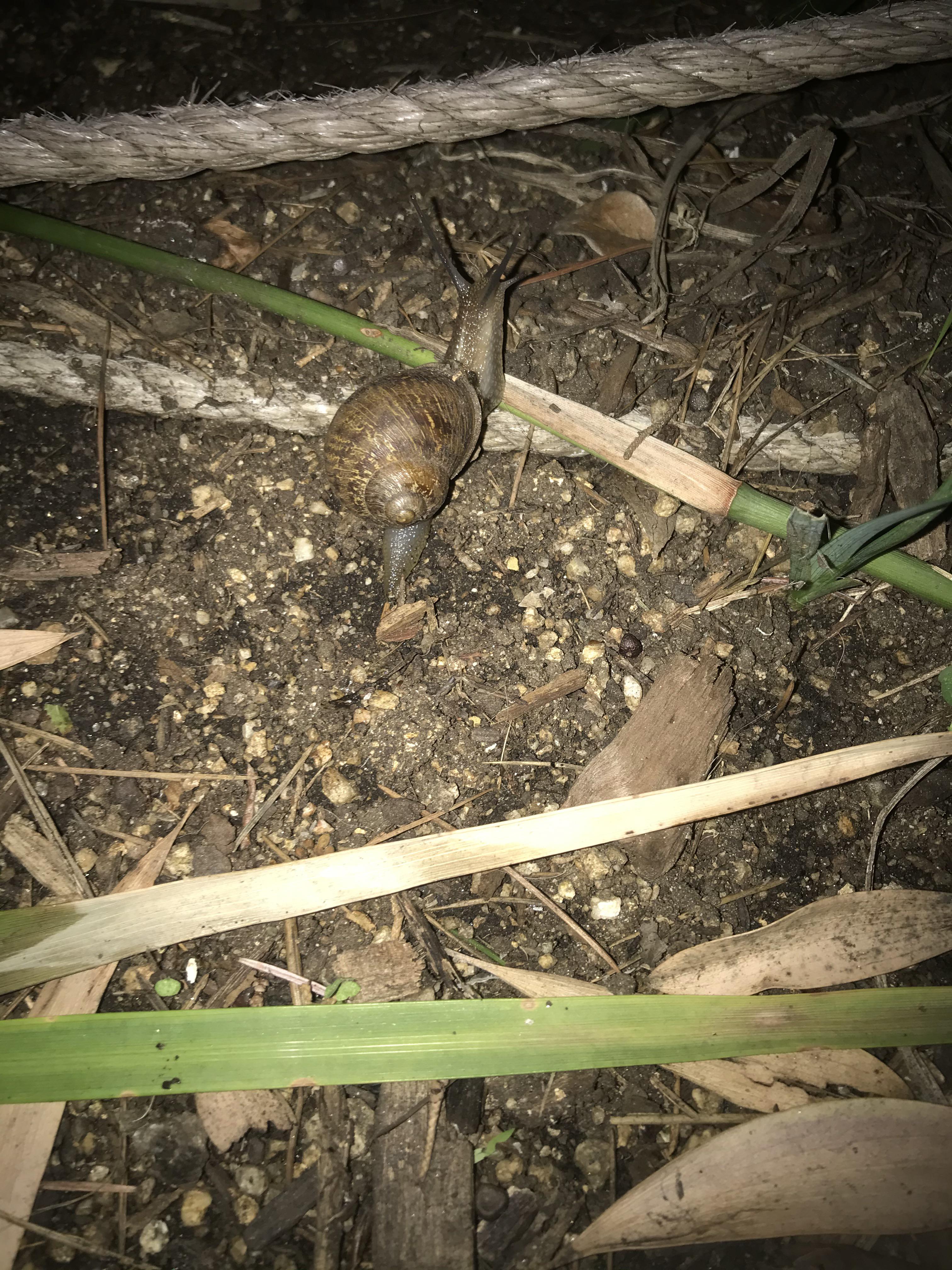 What type of snail is this? Found in Los Angeles. Can snails sense