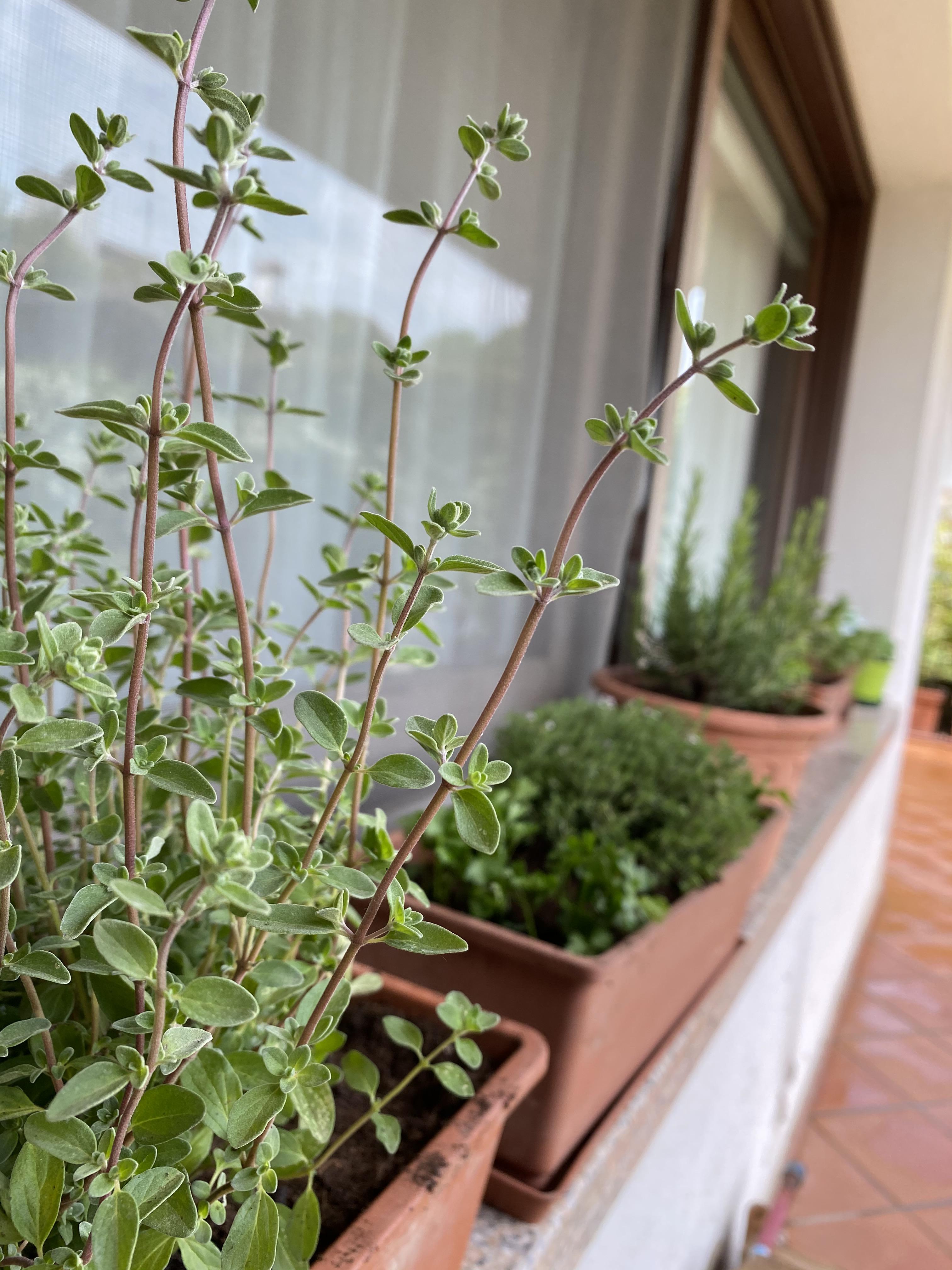 New plants for cooking! Marjoram, basil, parsley, mint, rosemary, thyme