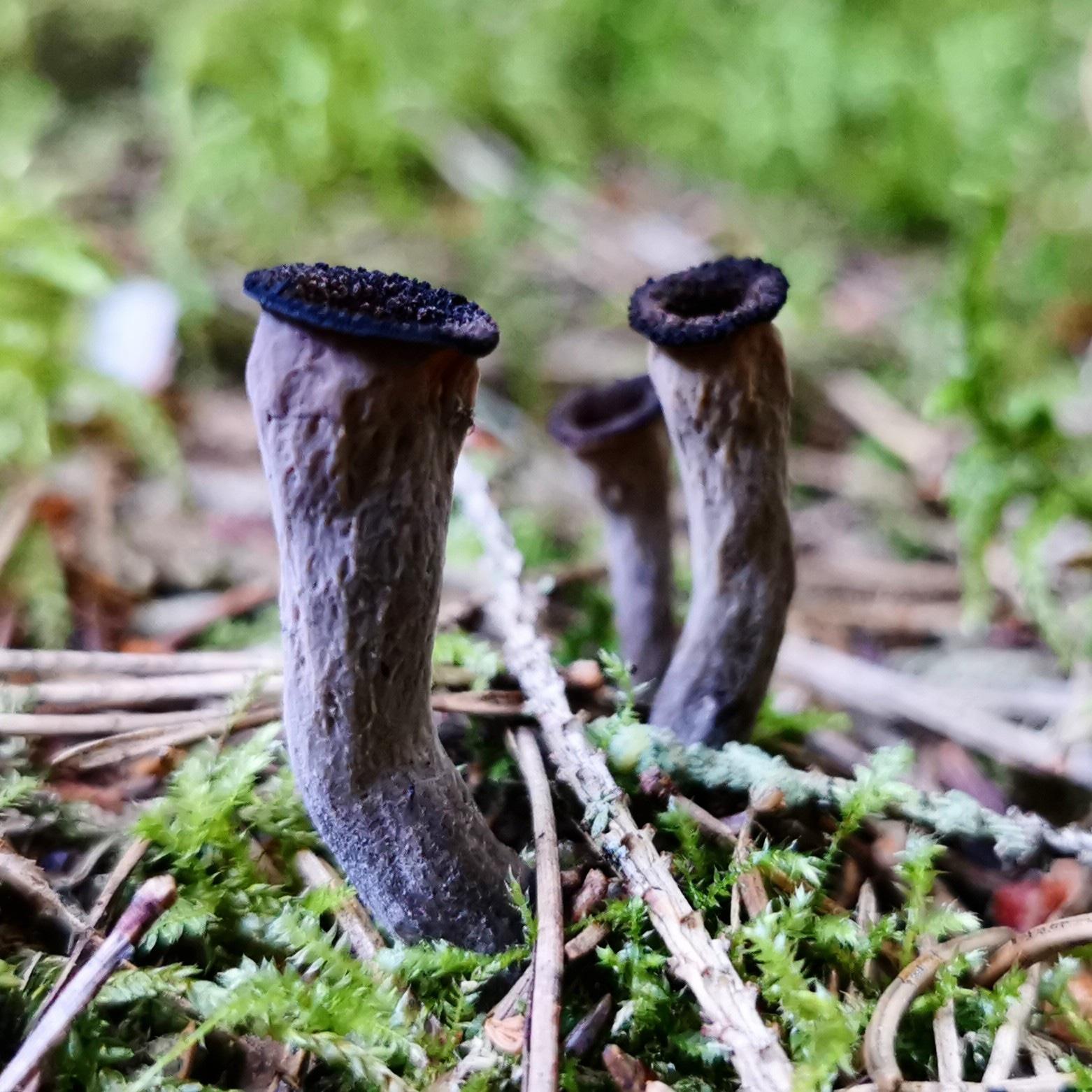 Black chanterelle r/MushroomPorn