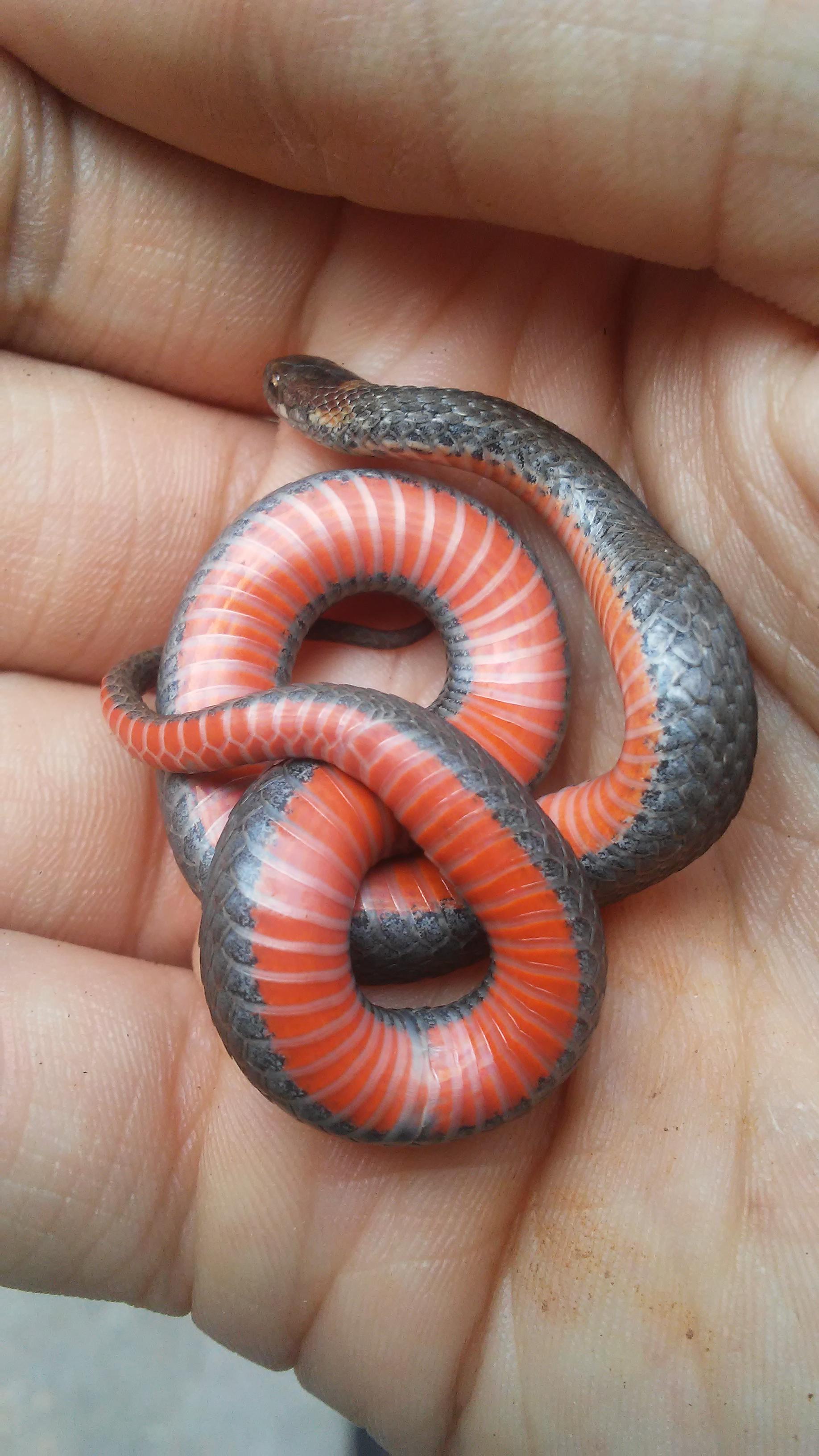 Copperhead Snake Belly