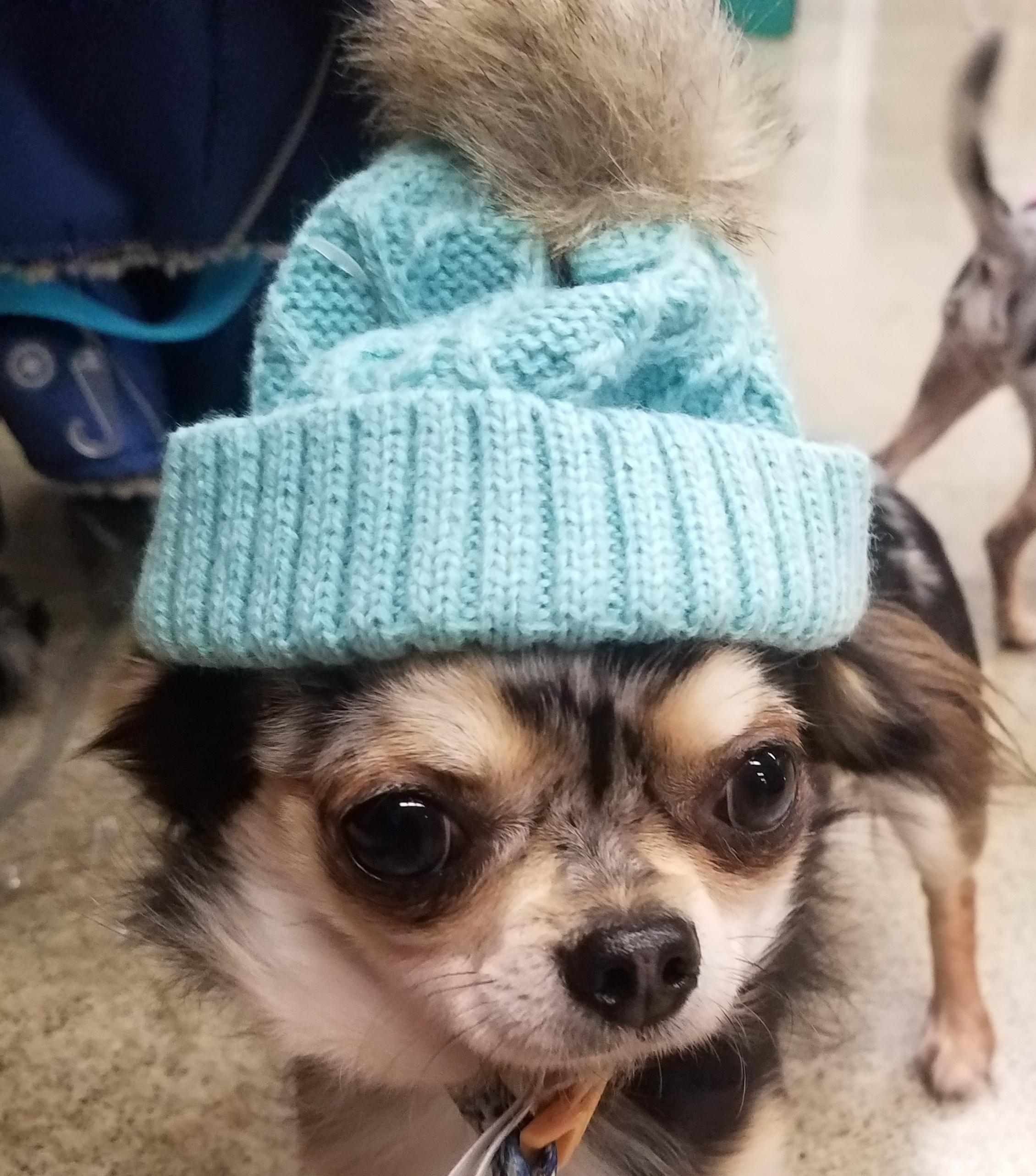 Baby, it's cold outside r/Chihuahua