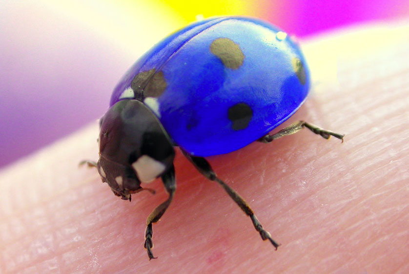 Real Blue Ladybugs