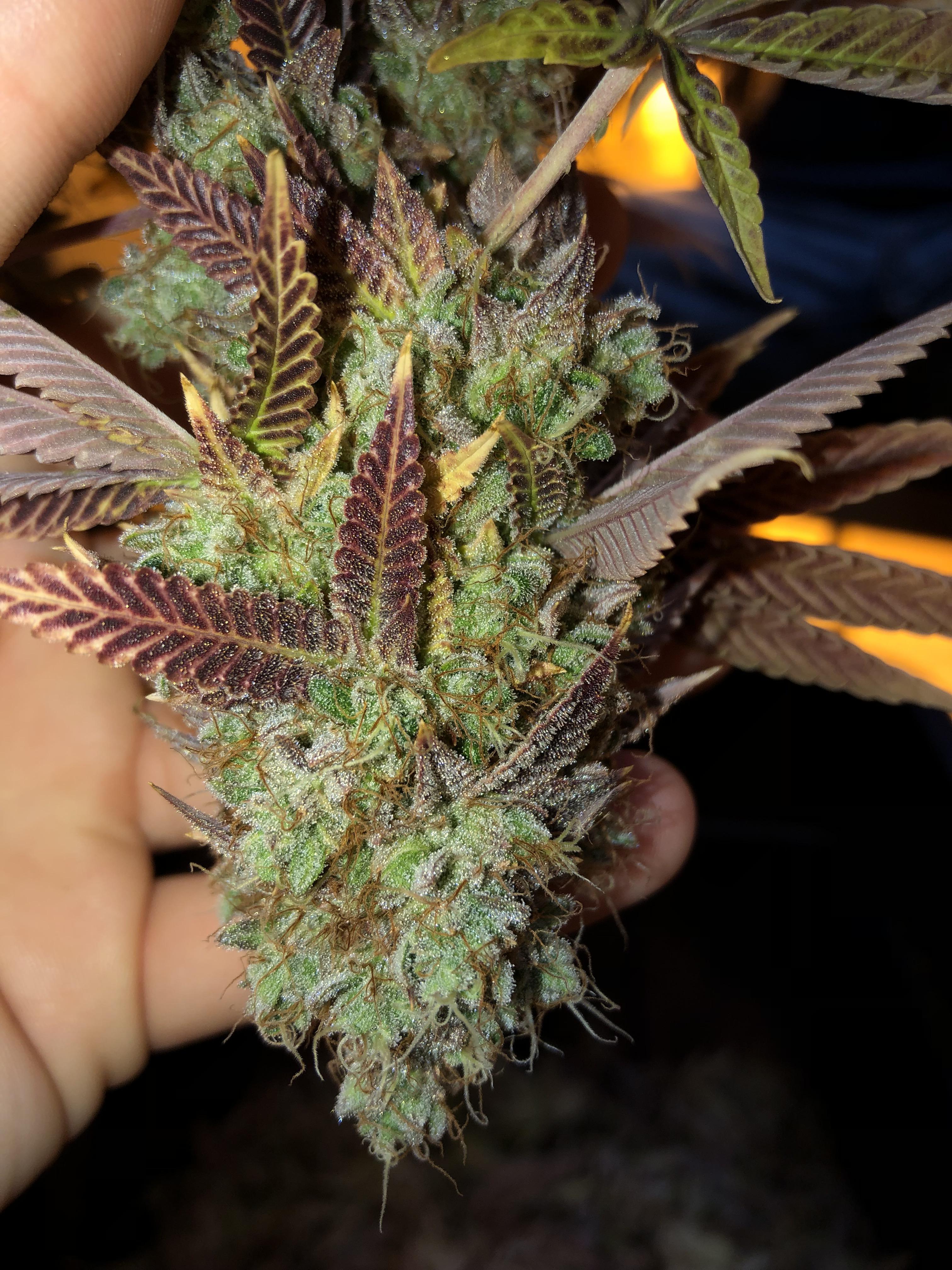Pineapple Upside Down Cake // Harvest Day 5 r/GrowingMarijuana