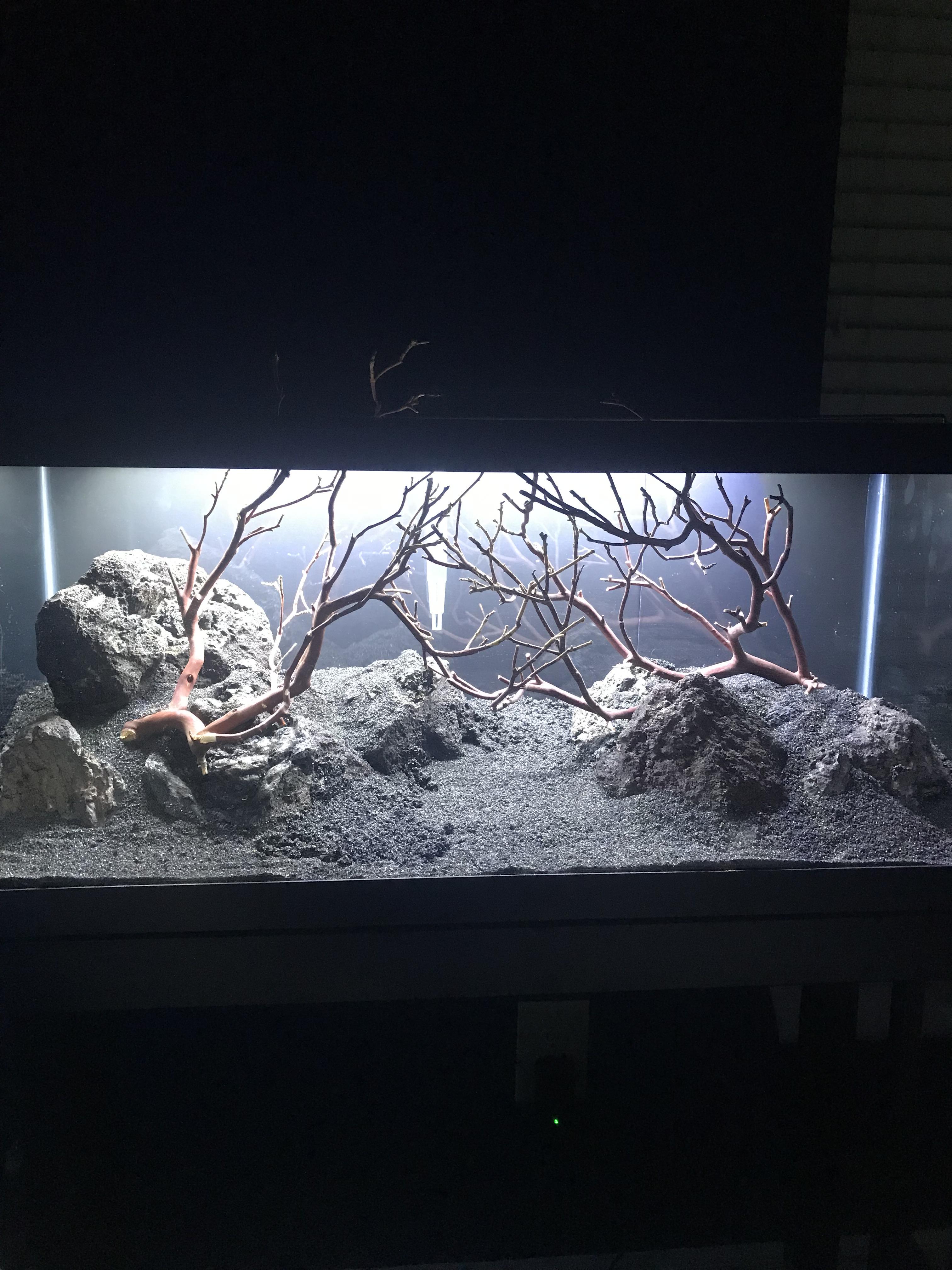 20 Long Hardscape r/Aquariums
