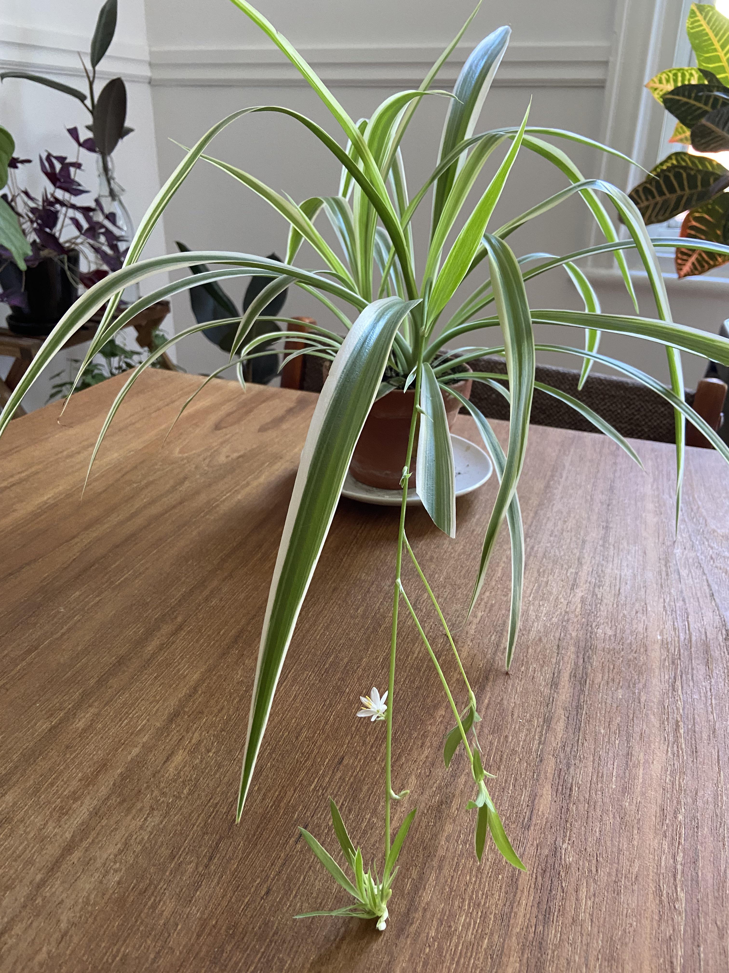 Didn’t know my spider plant could make flower!