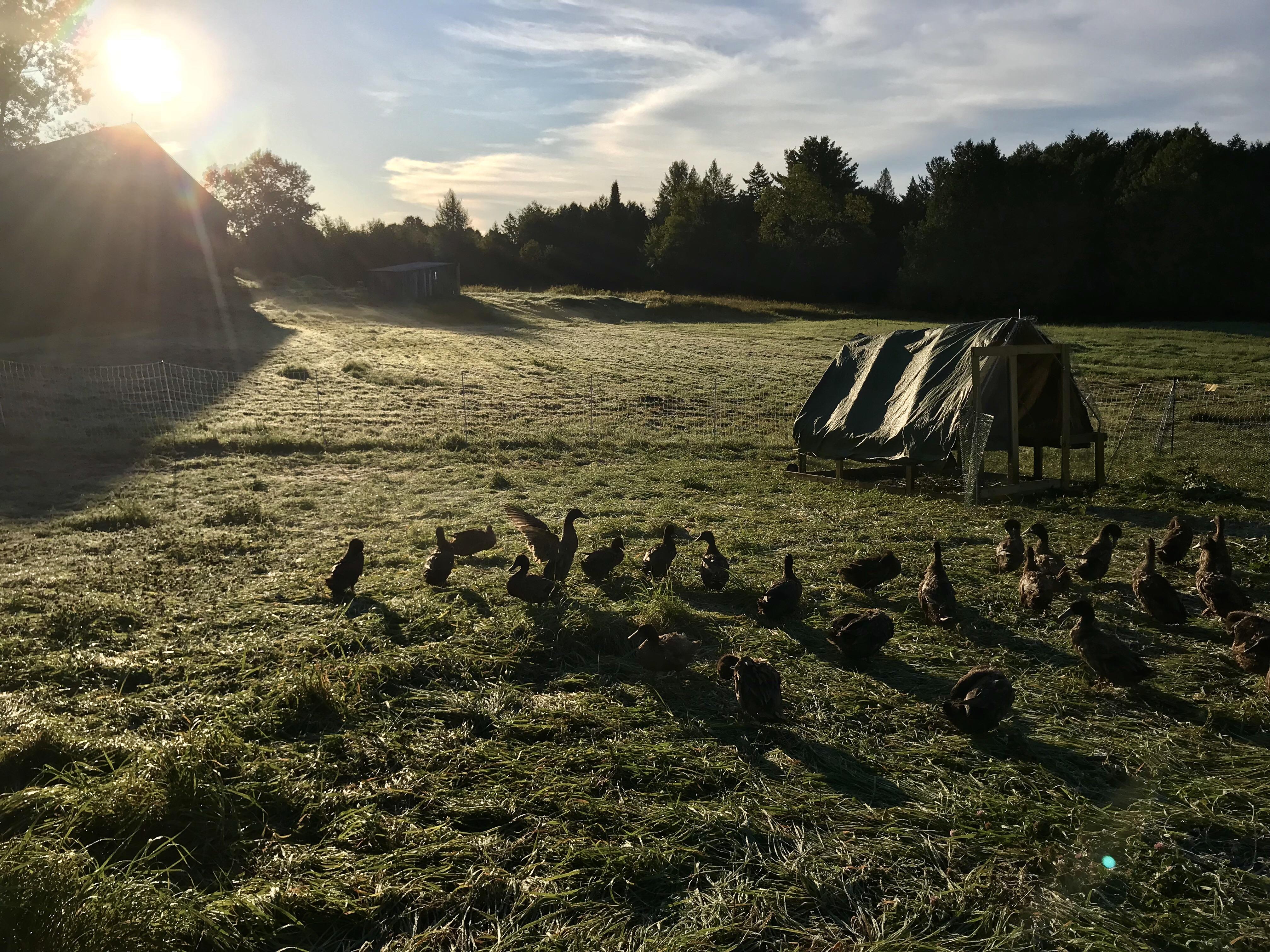 Morning on the farmstead — we got our first frost today r/homestead