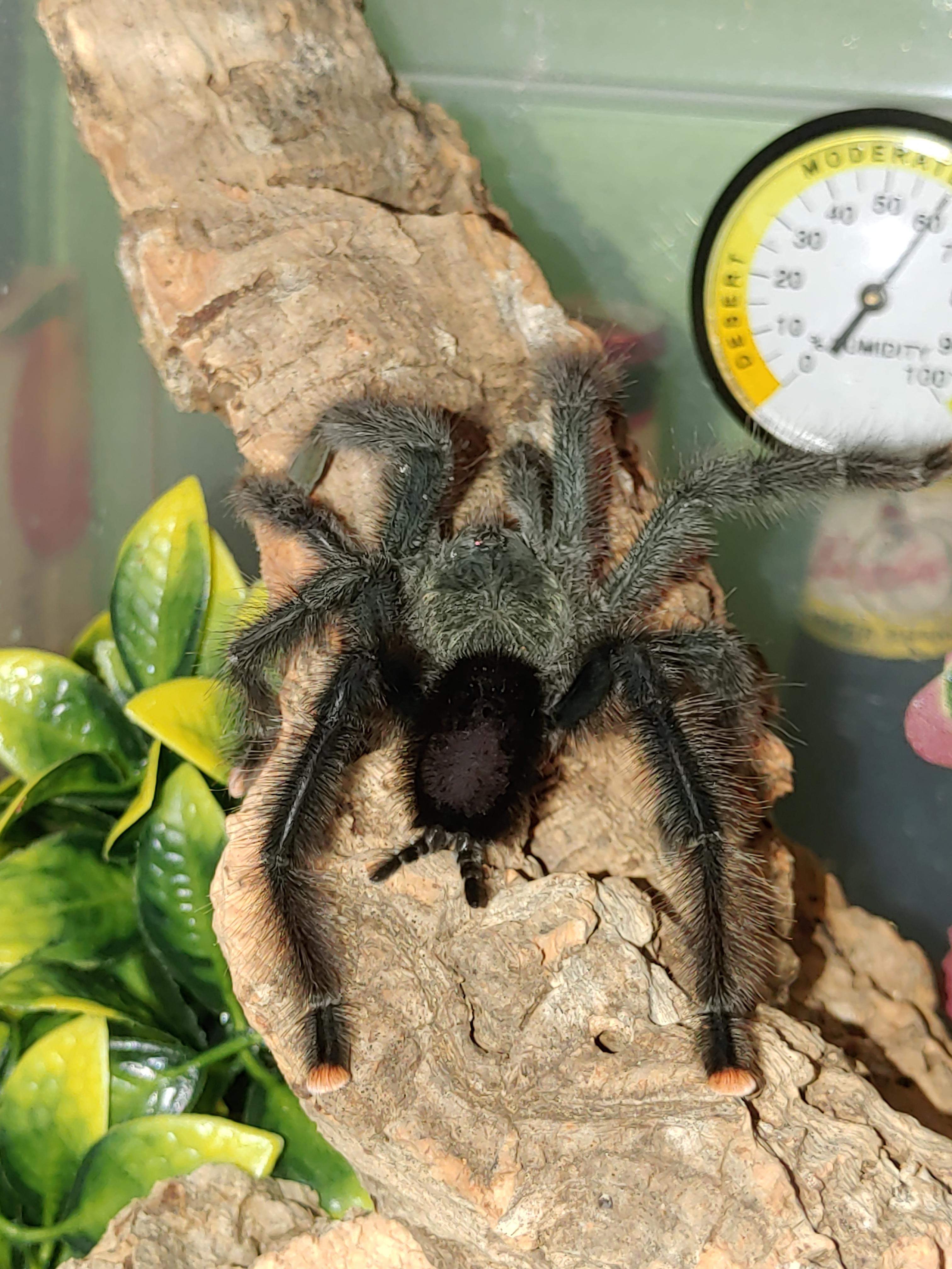 Just rescued this guy from a tiny cricket keeper at Petsmart for my