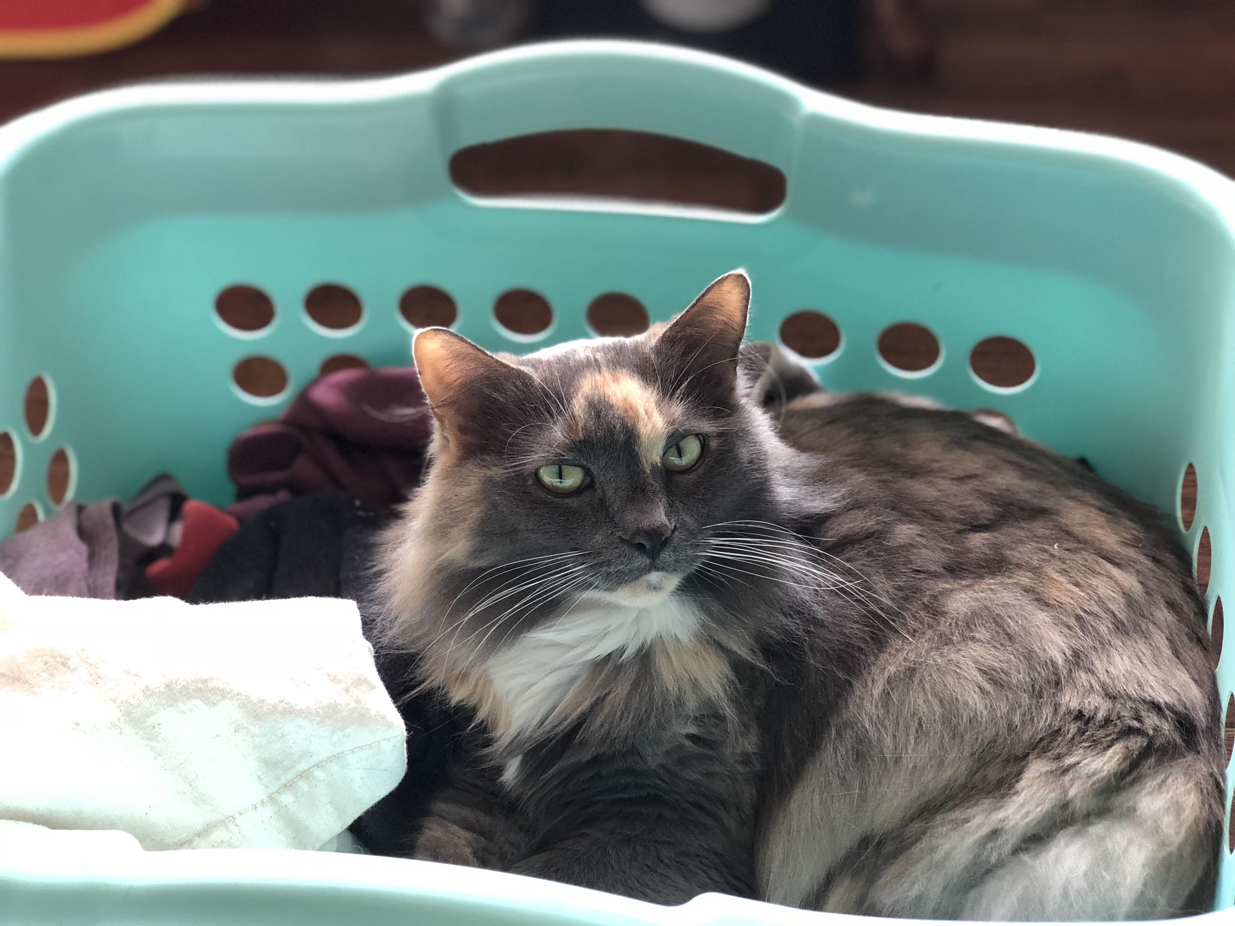Laundry day “helper” r/cats