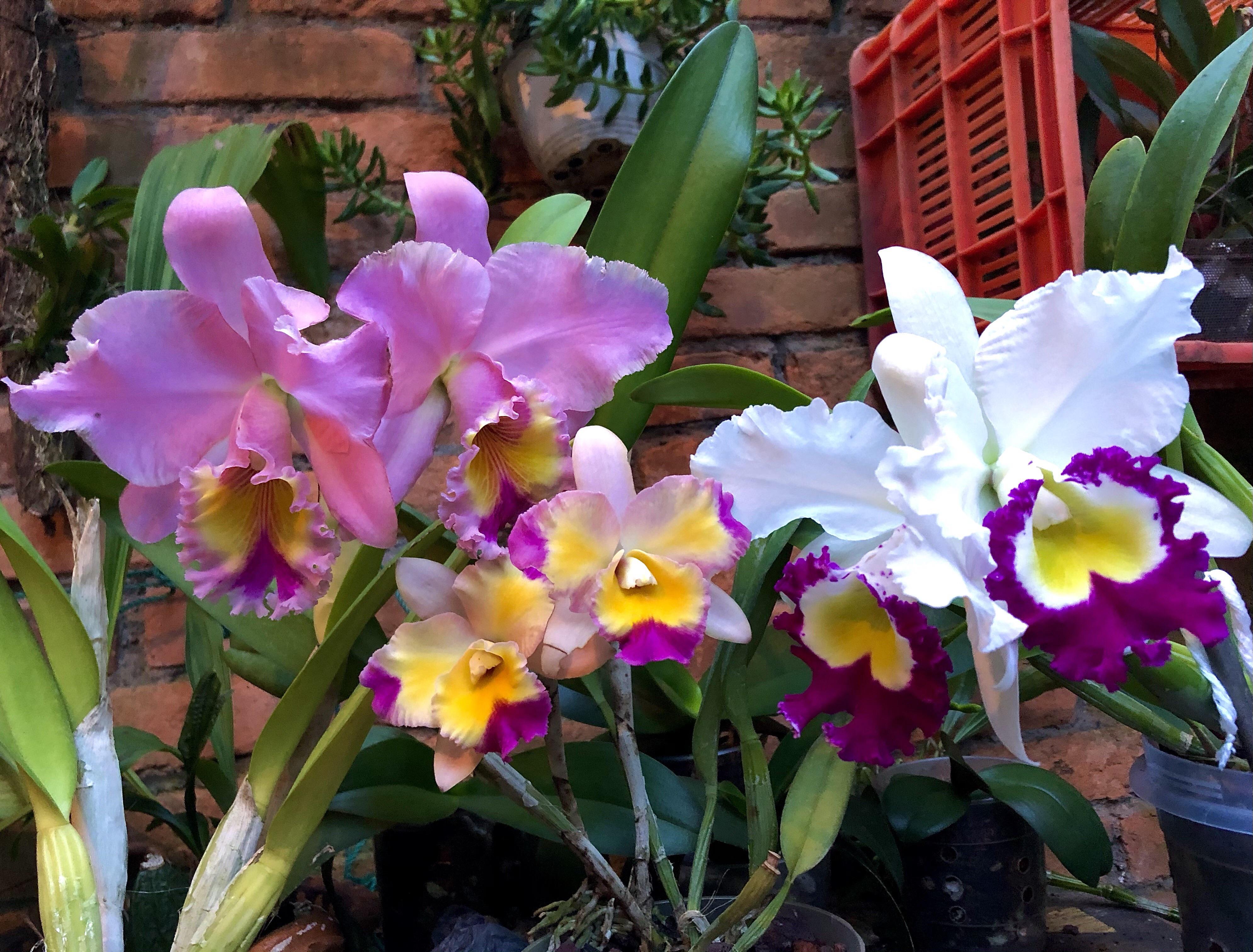 Some of my cattleyas in full bloom 🤗 r/orchids