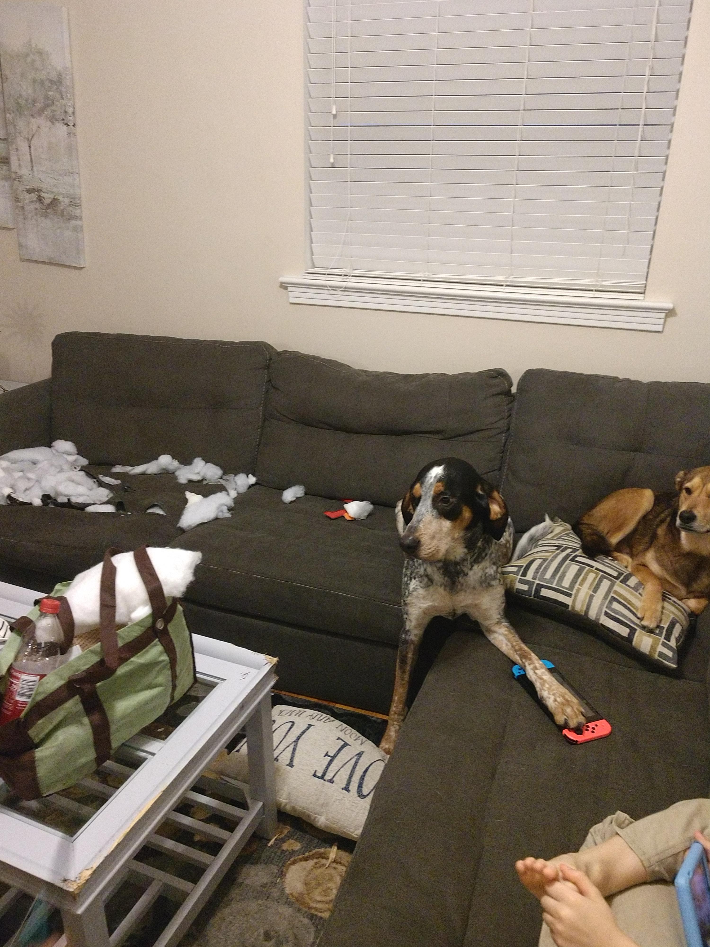 WCGW leaving my dog out of his kennel r/Whatcouldgowrong