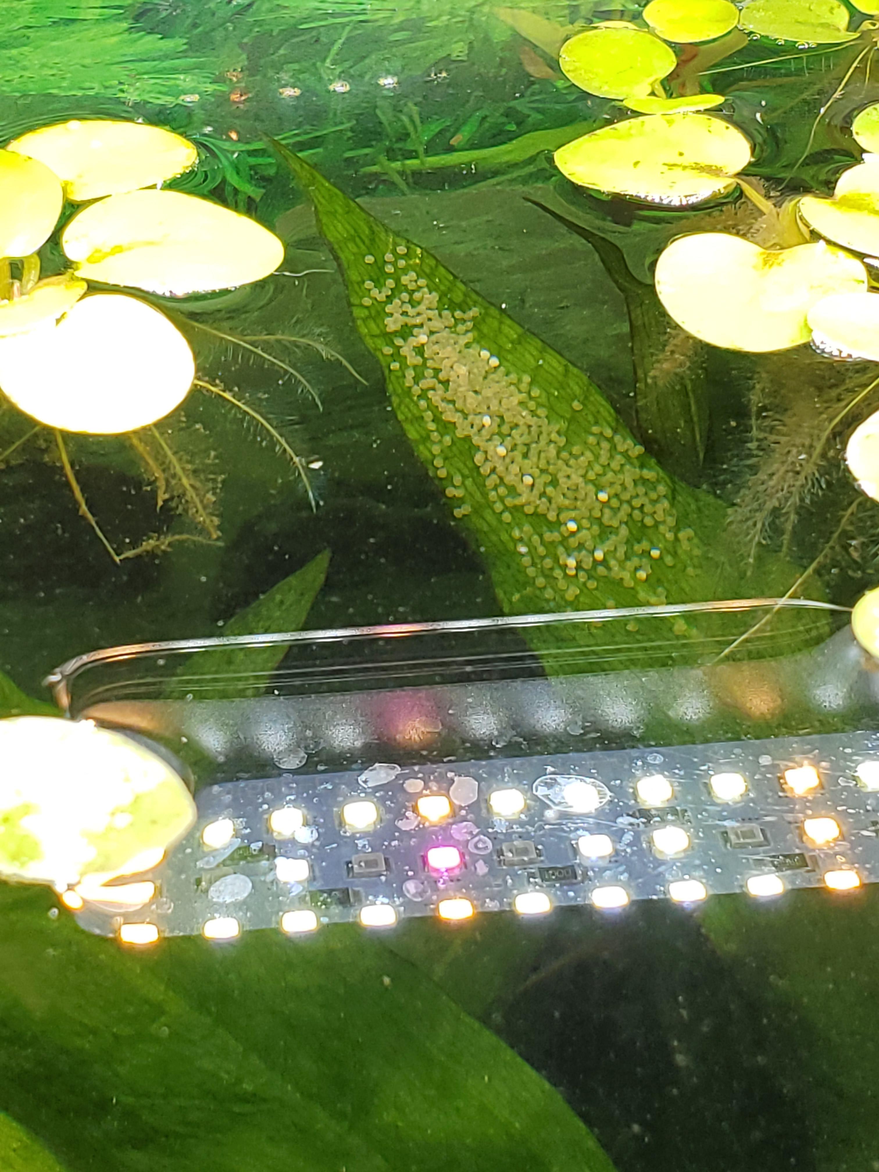 What's the difference in the white and clear angelfish eggs? Second