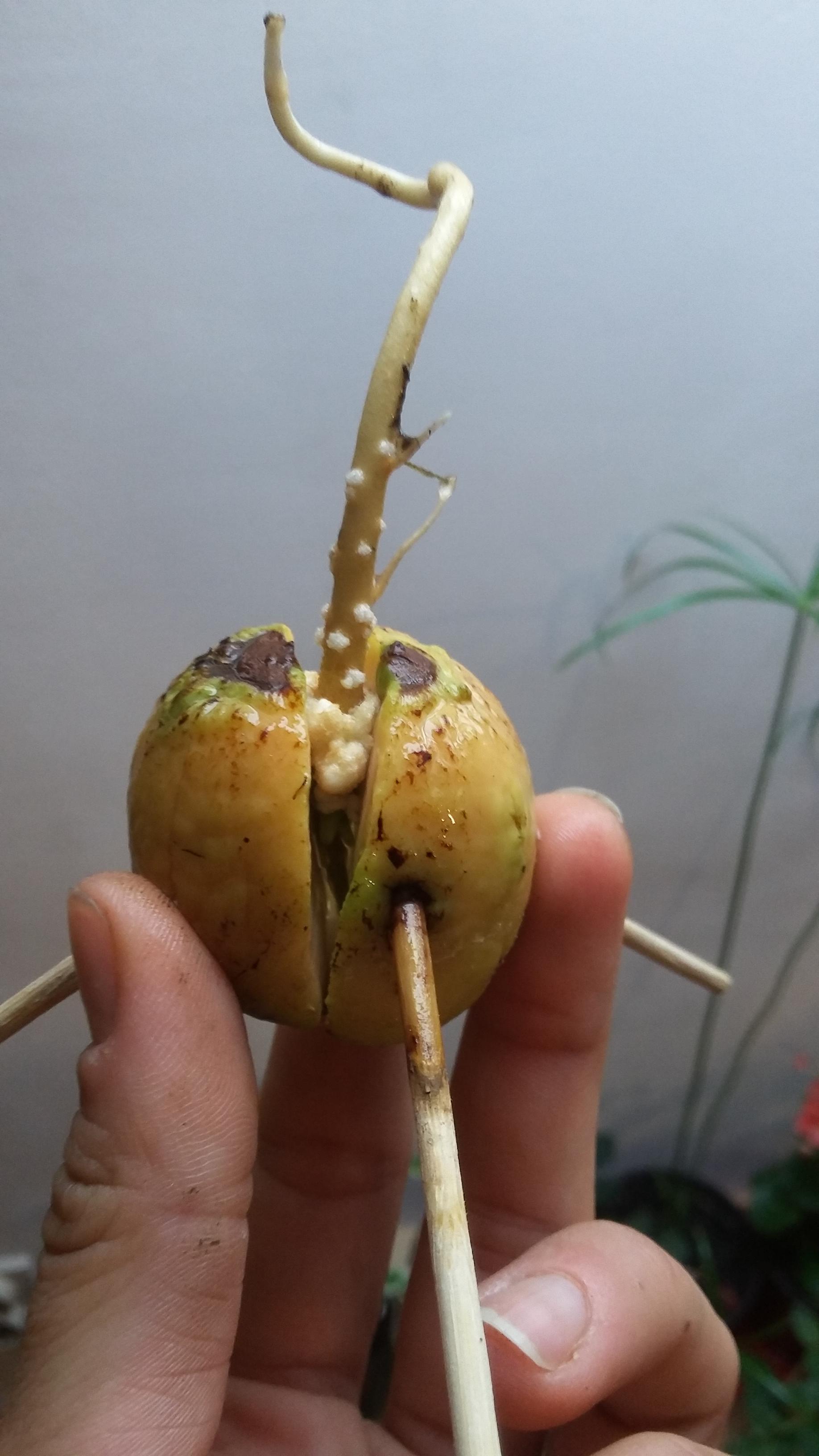 Is it fungus or normal for avocado root to have these little white