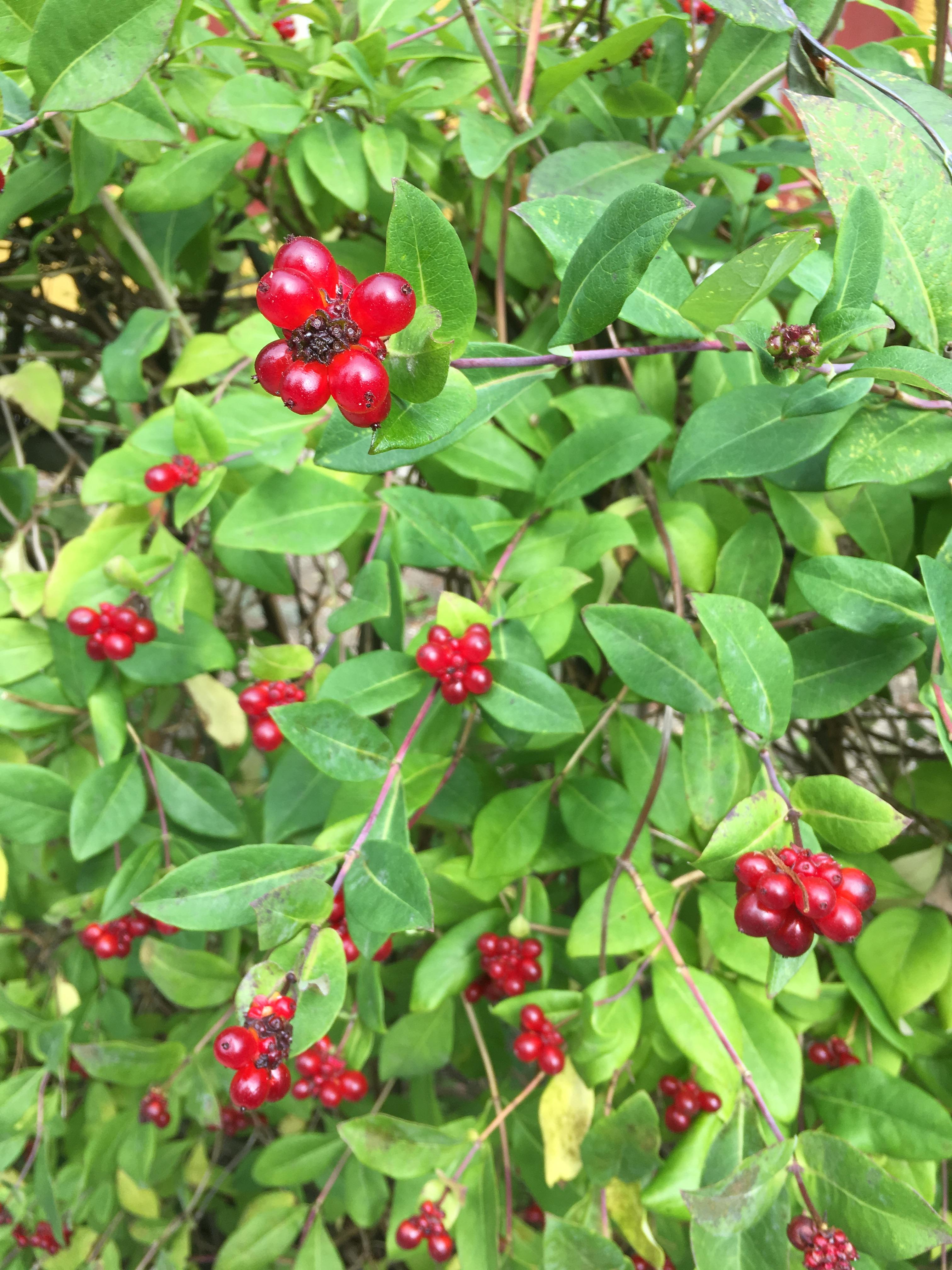 [Central Europe] [Outdoor, decorative hedge] Red berries on a shrub/vine growing next to