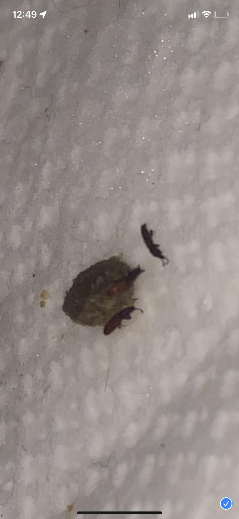 Help! Are these baby cockroaches eating my cat food? r/whatsthisbug