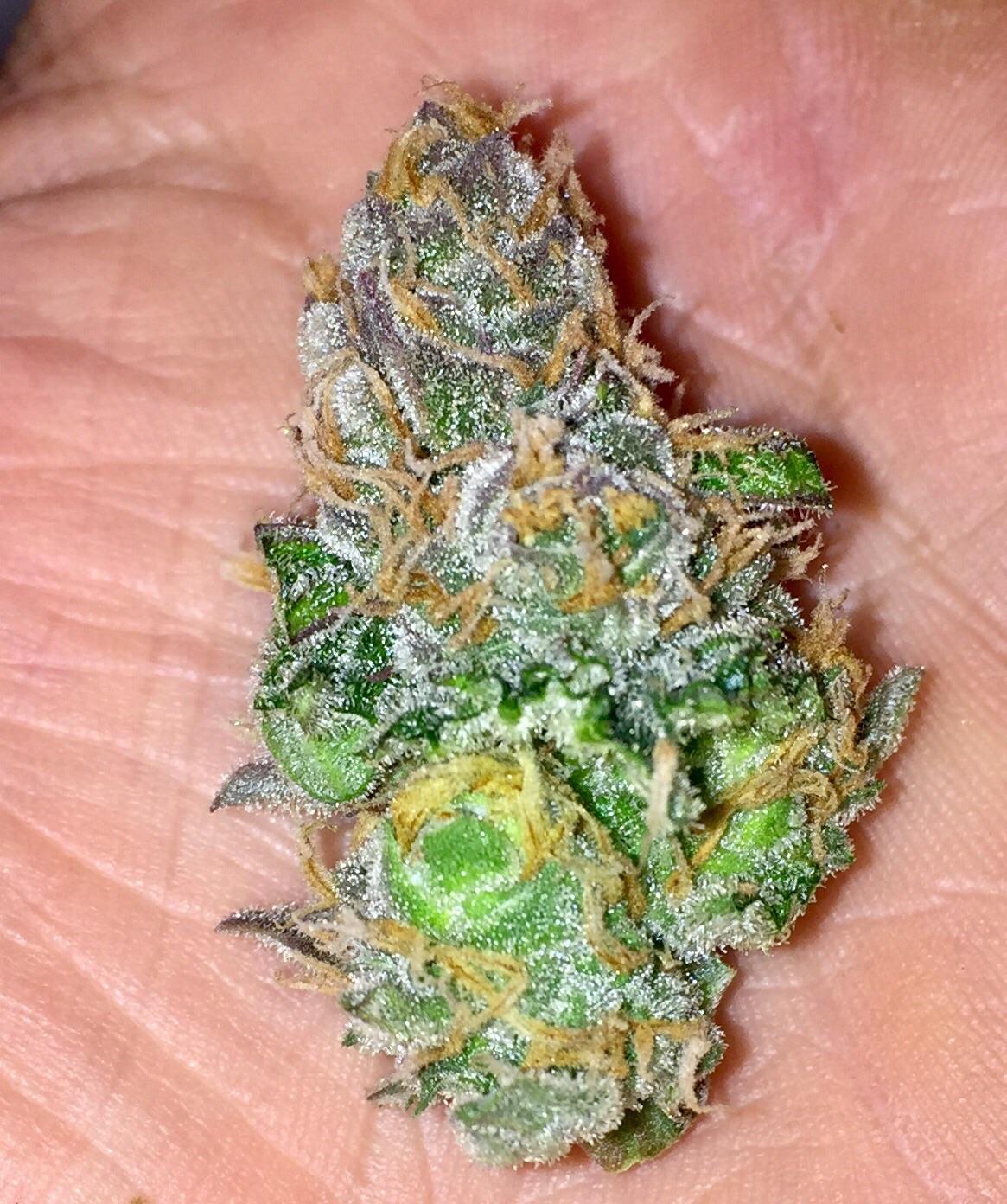 Unknown bag seed, DWC, 2Mars 300, 3rd grow r/microgrowery