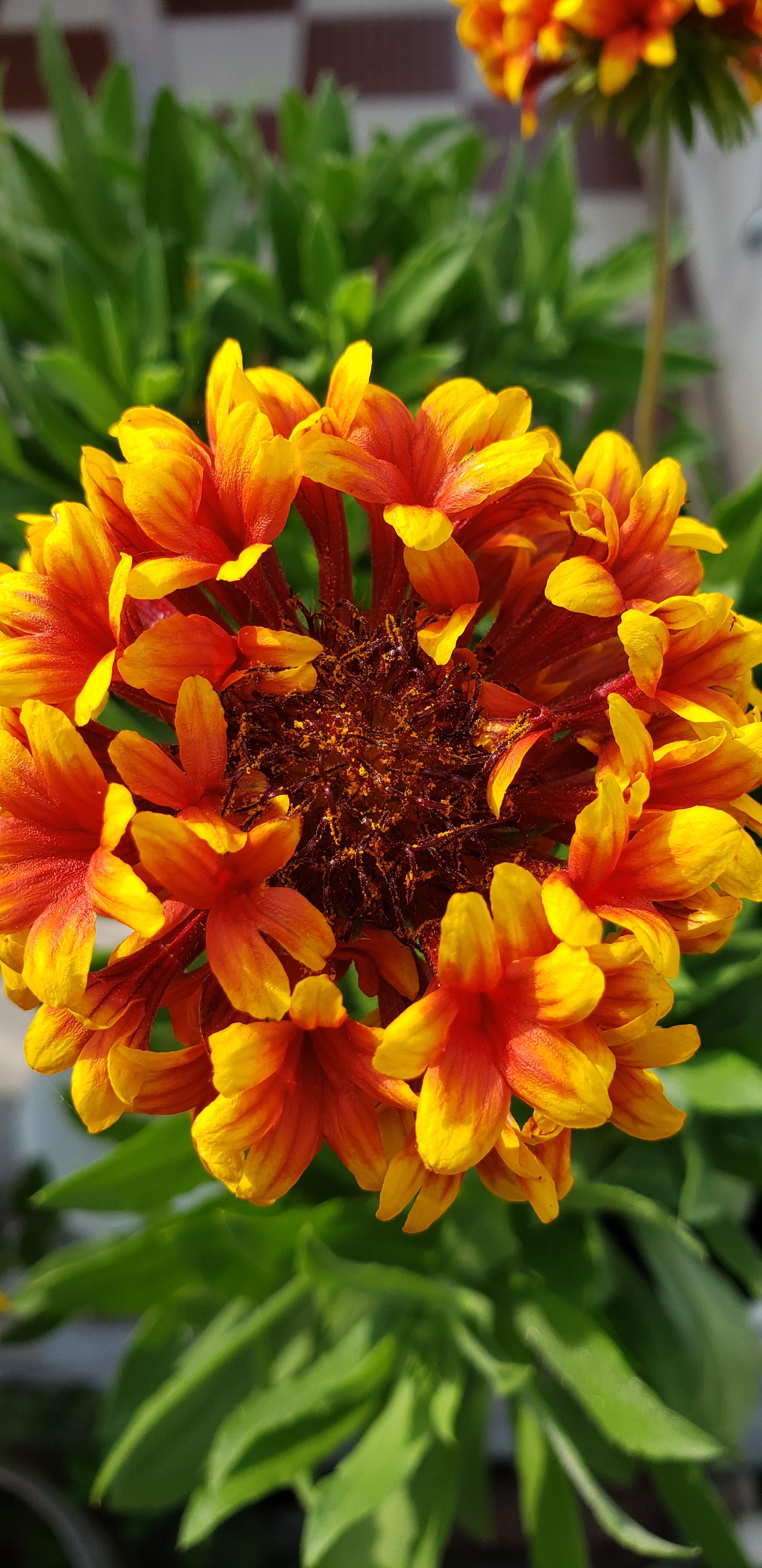 Flower in my garden r/galaxyphotography