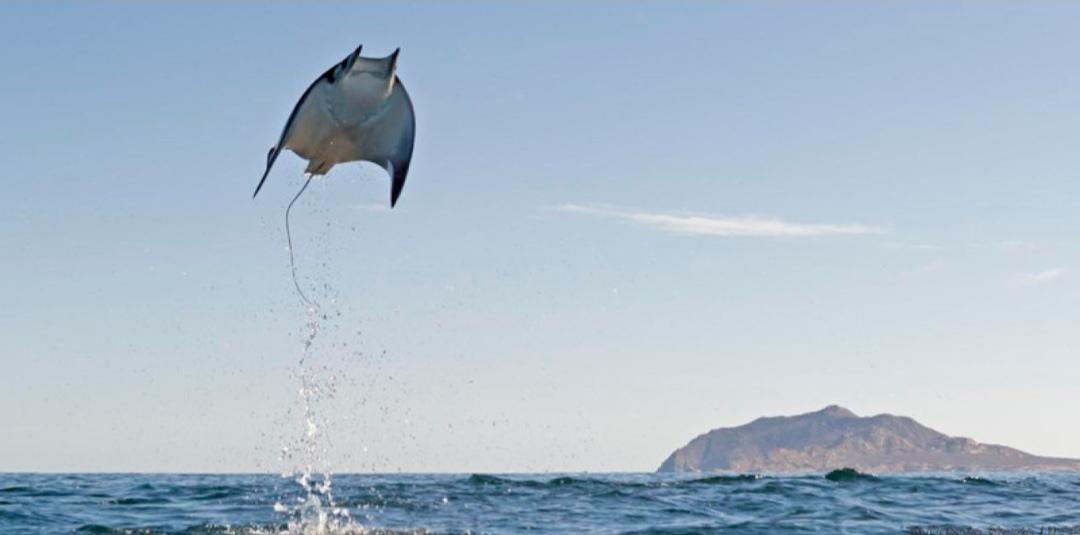Giant manta Ray jumping pics