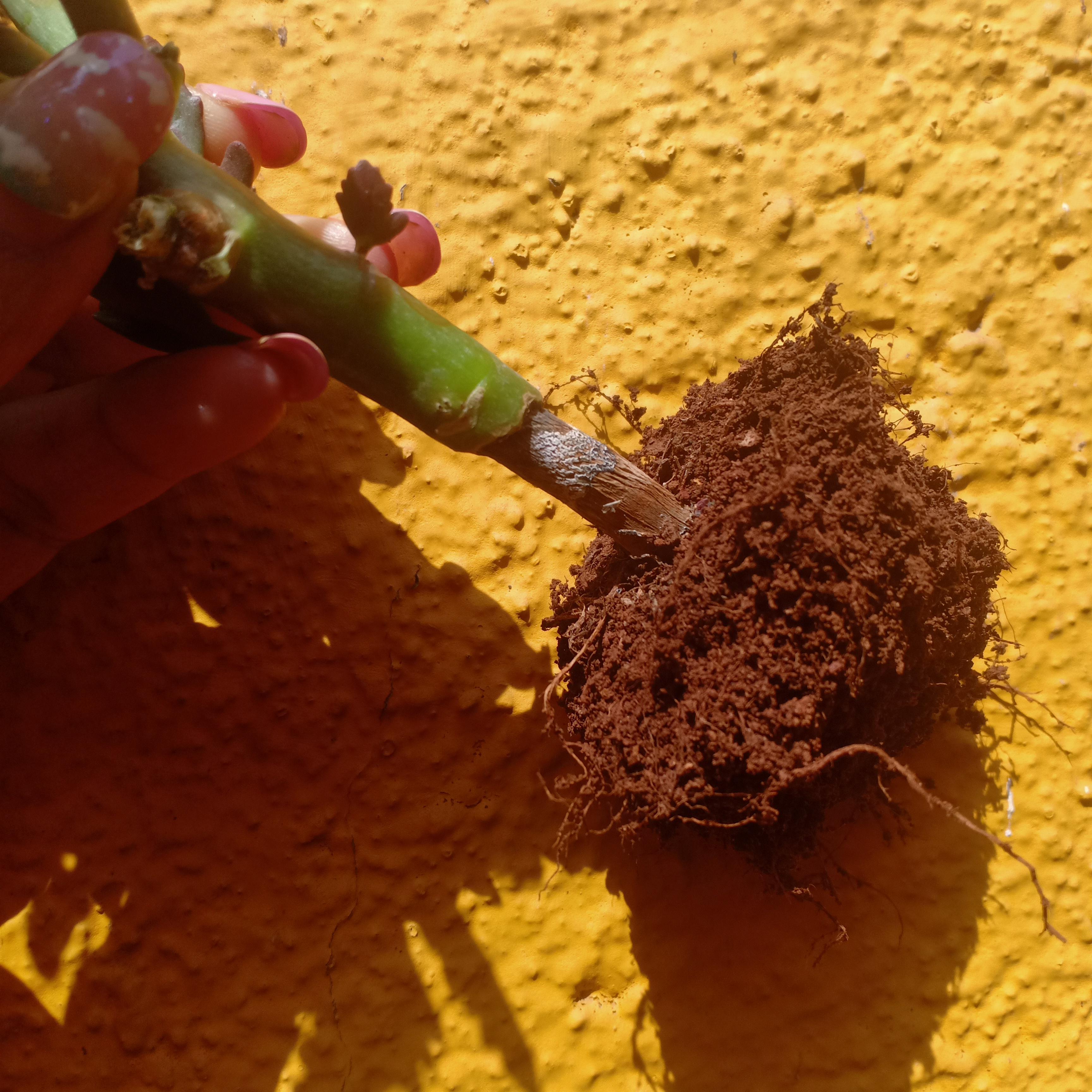 Is this root rot on Kalanchoe? I have been drying this plant in air for