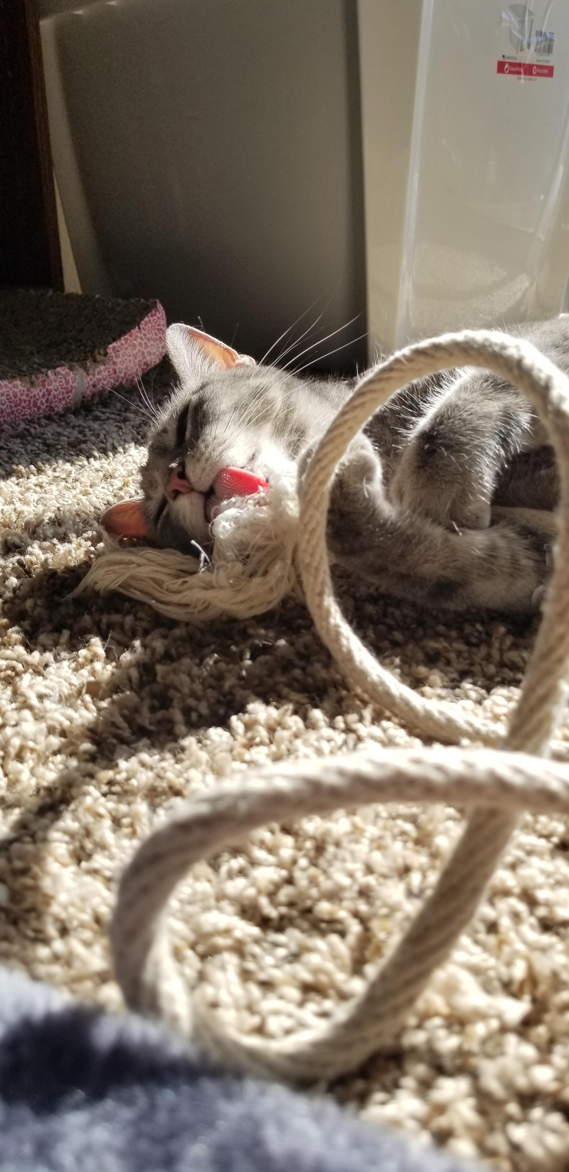 She loves her rope so much r/cats