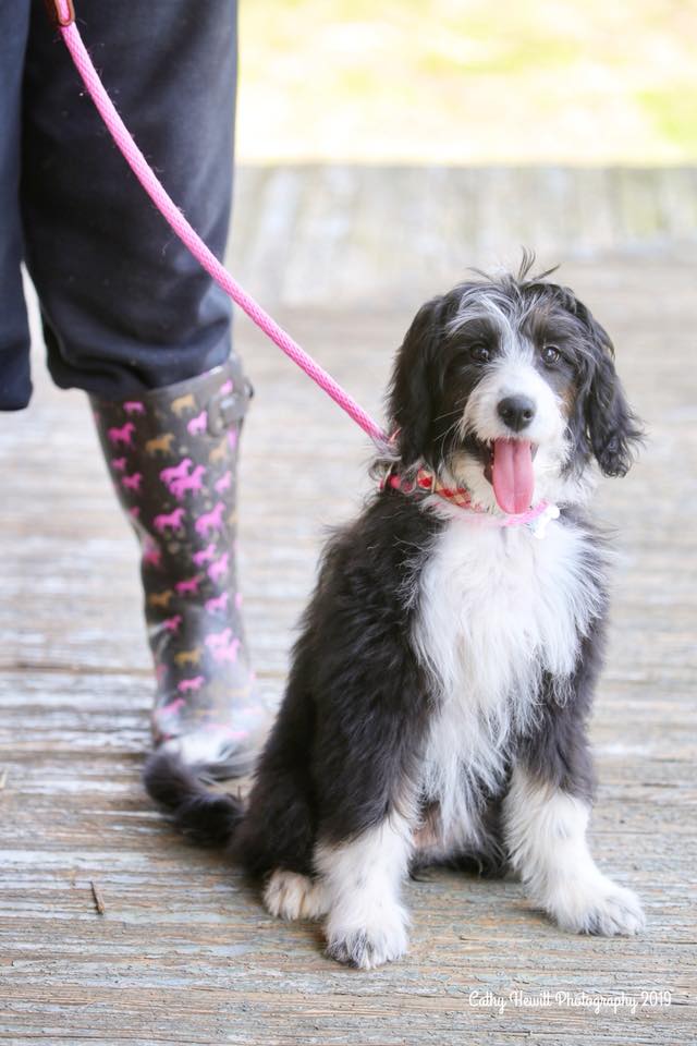 220 best Aussiedoodle images on Pholder Aussie Doodle, Name My Dog