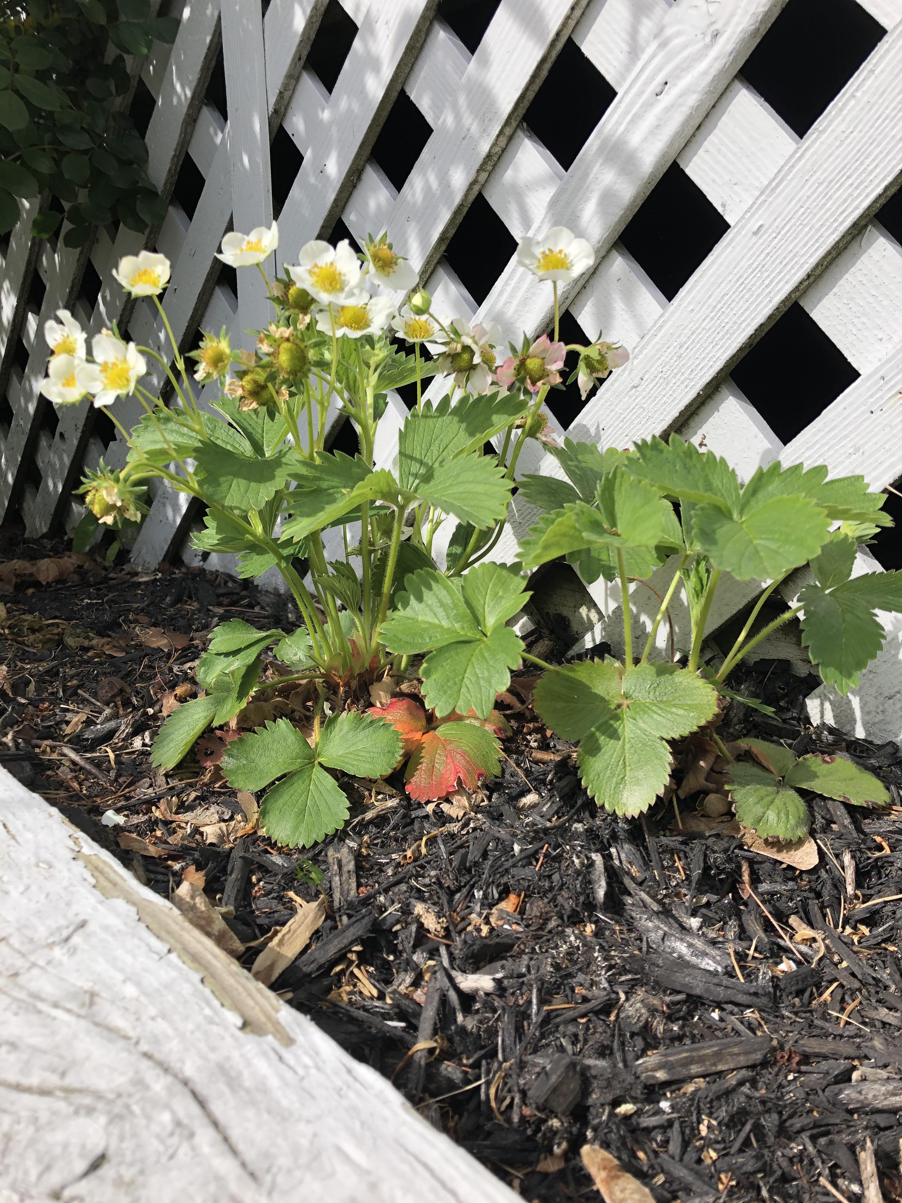 I replanted these strawberries from our garden last year. My dad did