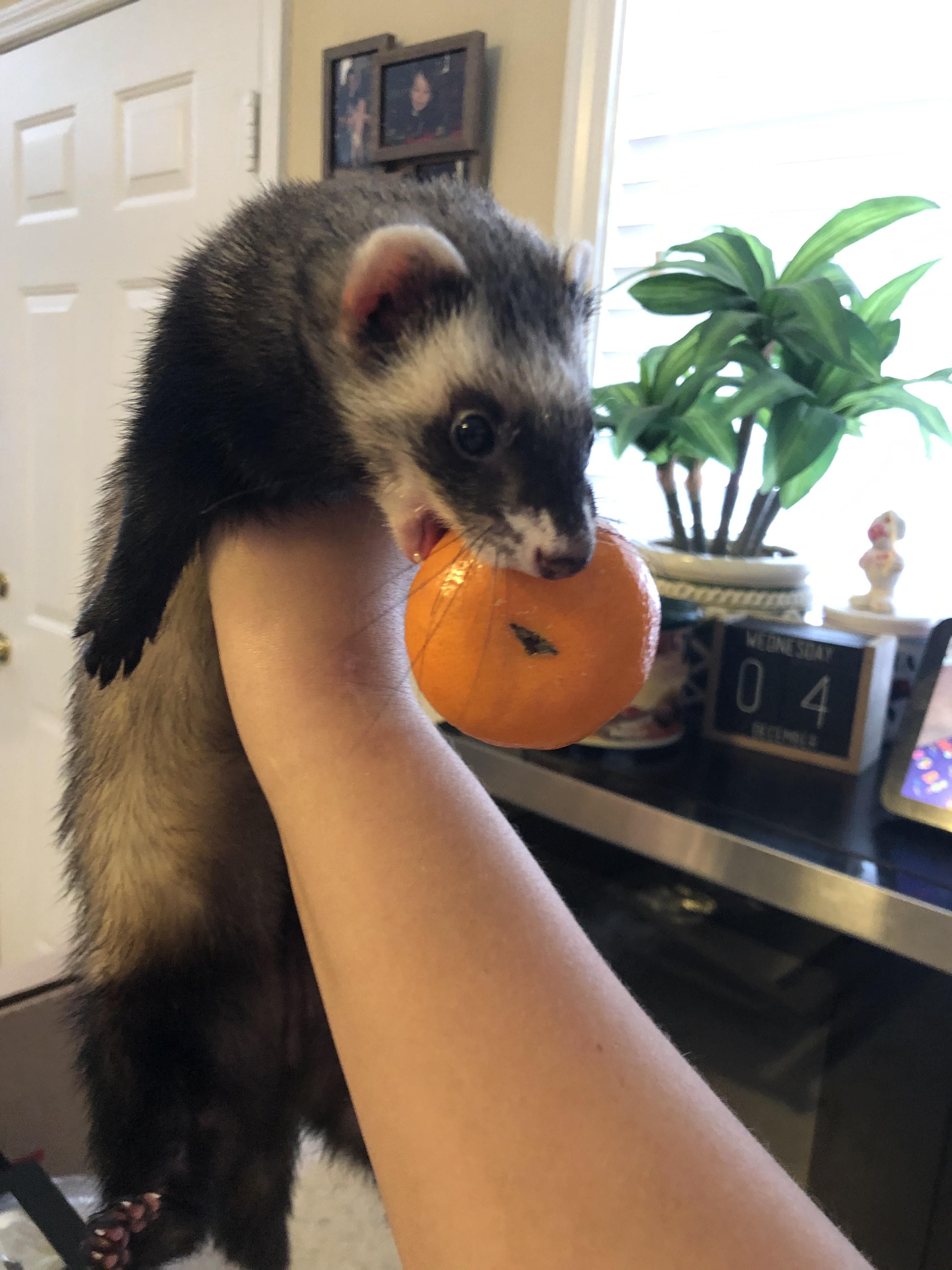 So much for being obligated carnivores! r/ferrets